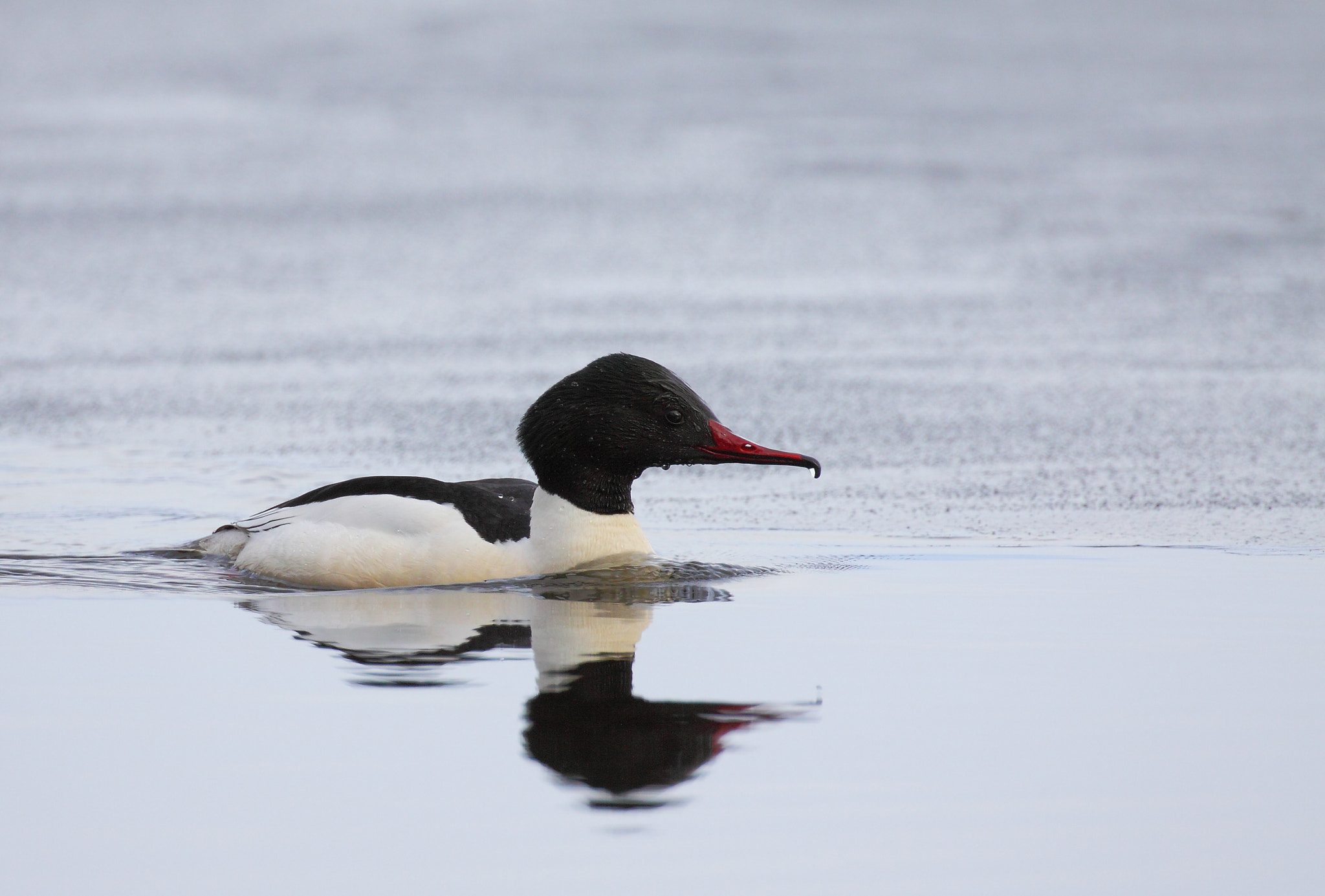 Canon EOS 50D + Canon EF 100-400mm F4.5-5.6L IS II USM sample photo. Common merganser photography
