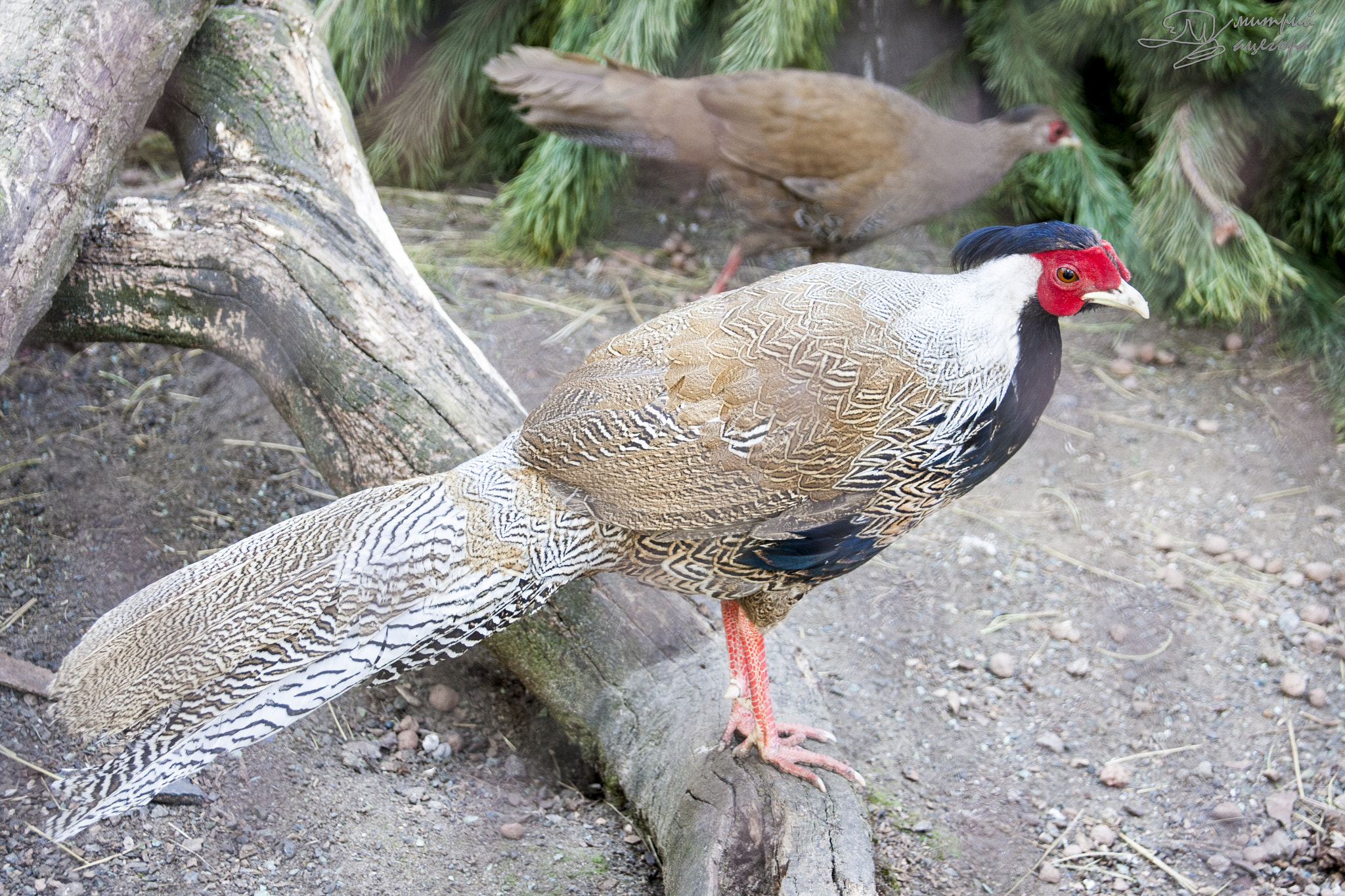 Sigma 18-125mm f/3.5-5.6 DC IF ASP sample photo. Interesting bird photography