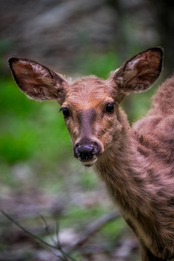 XF100-400mmF4.5-5.6 R LM OIS WR + 1.4x sample photo. You looking at me! photography