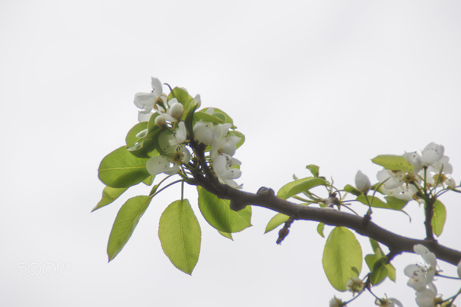 Tamron AF 18-200mm F3.5-6.3 XR Di II LD Aspherical (IF) Macro sample photo. Today's model photography