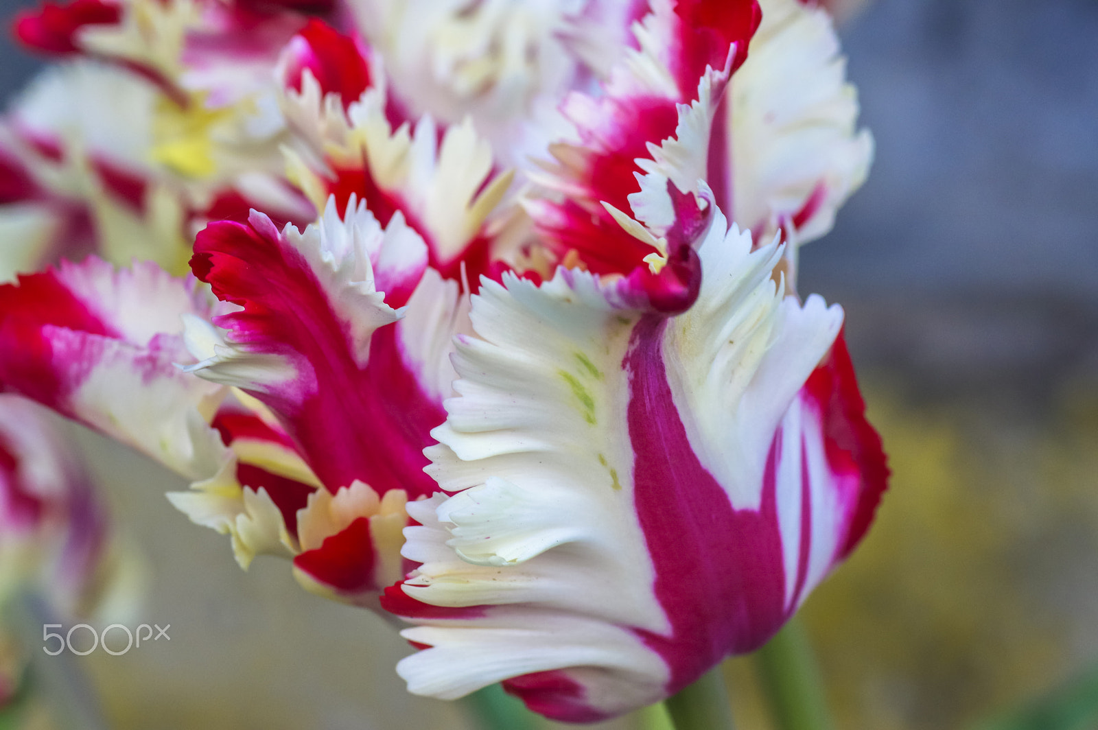 Tamron SP AF 90mm F2.8 Di Macro sample photo. Today's model photography