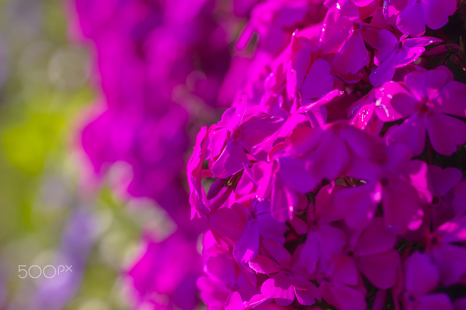 Tamron SP AF 90mm F2.8 Di Macro sample photo. Today's model photography