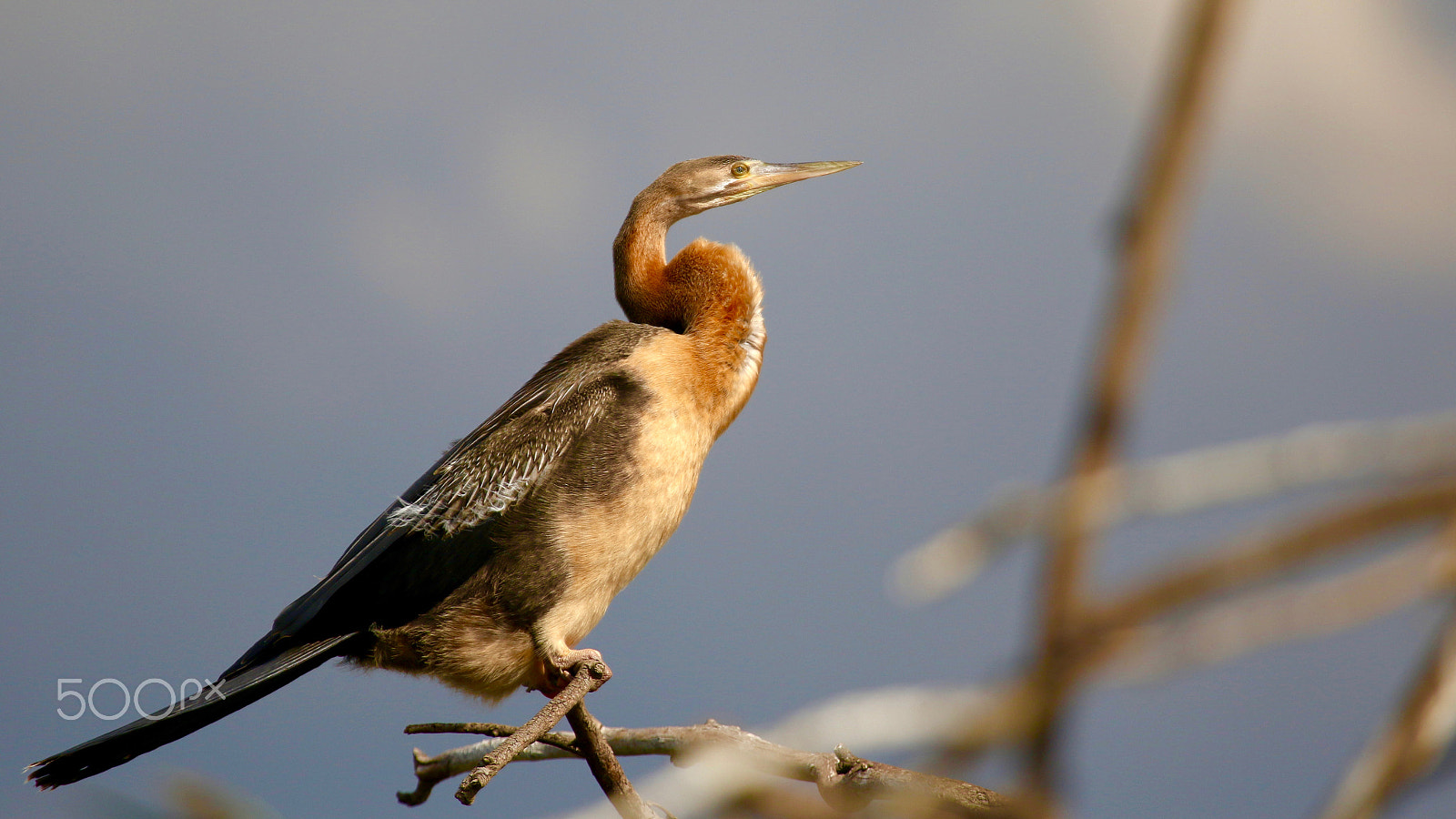 Canon EF 100-400mm F4.5-5.6L IS USM sample photo. African darter photography