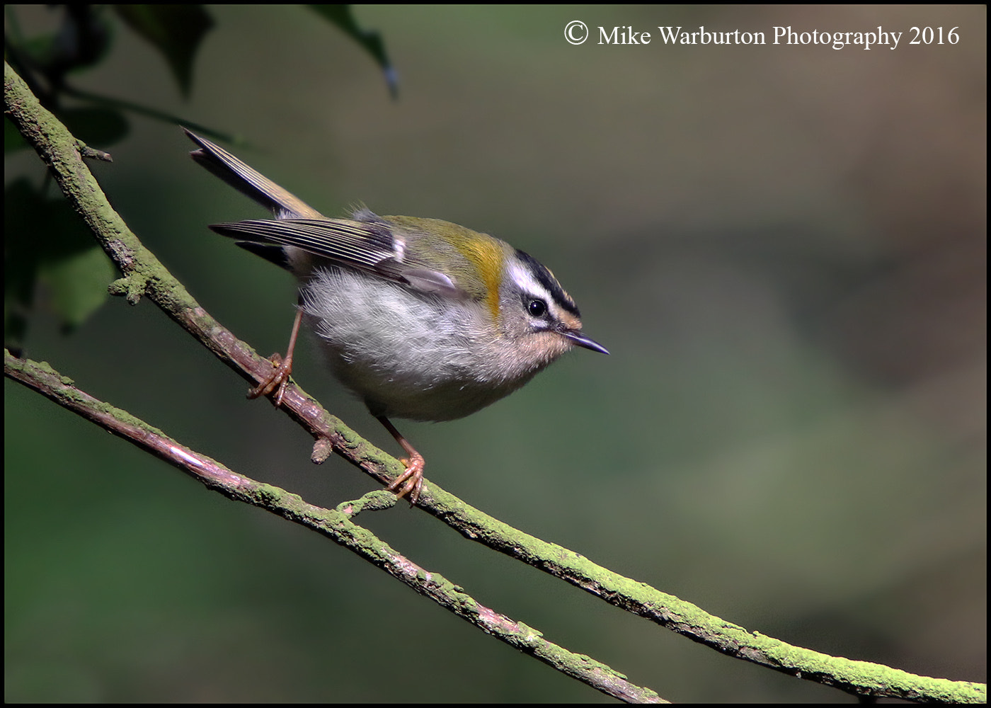 Sigma 50-500mm f/4-6.3 APO HSM EX sample photo. Firecrest photography