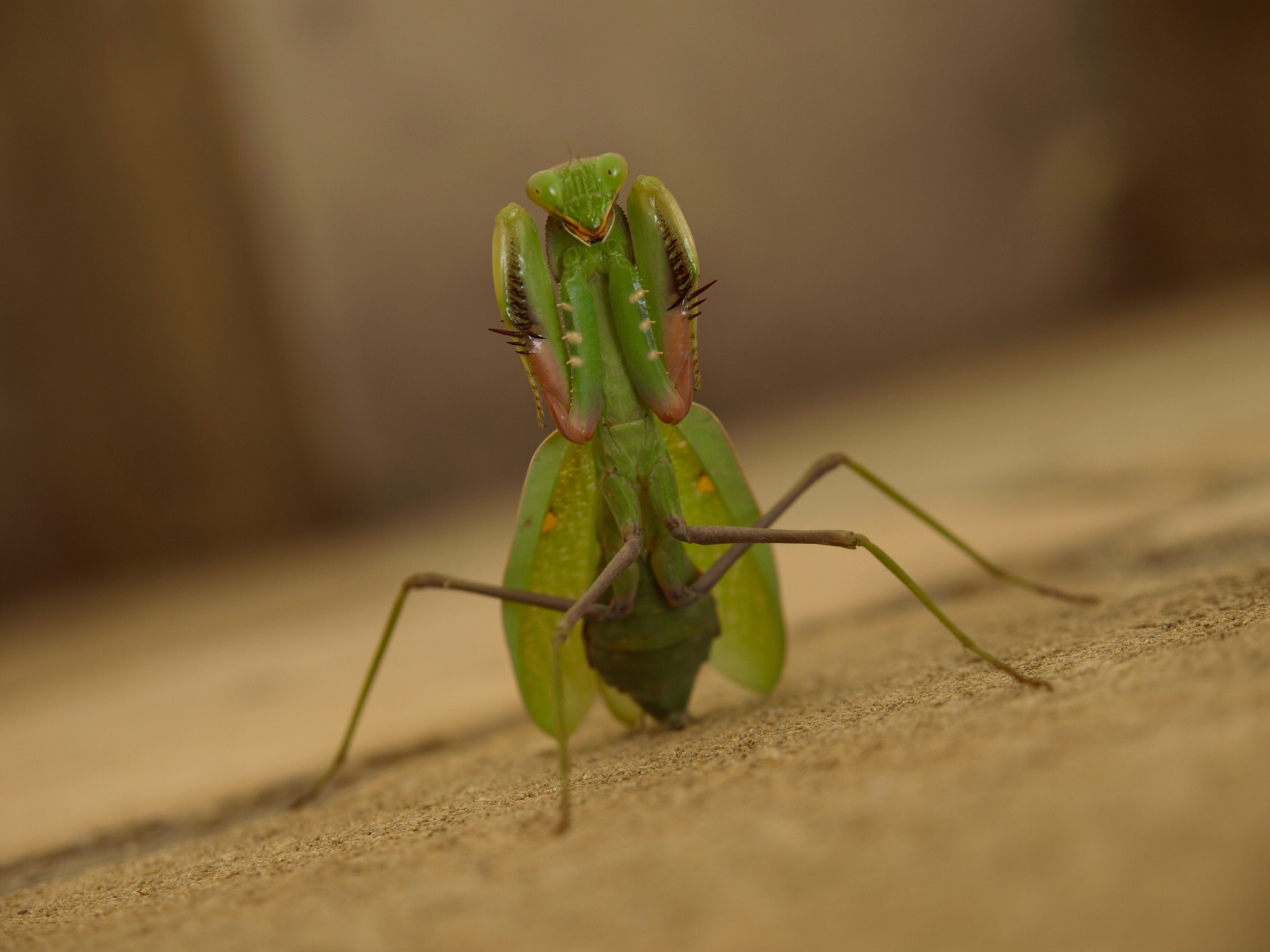 Olympus Zuiko Digital 14-54mm F2.8-3.5 sample photo. Mantis attack photography