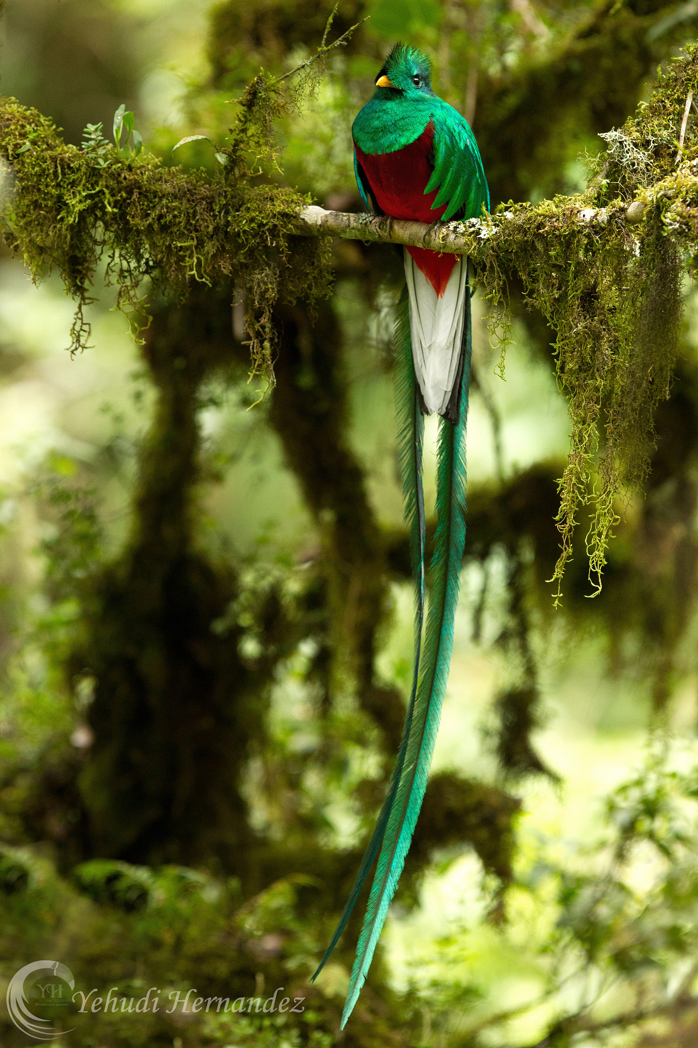 Canon EF 300mm F2.8L IS USM sample photo. Resplendent quetzal photography