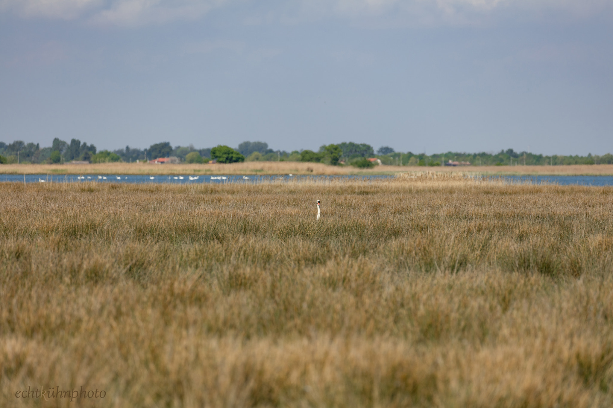 Canon EF 100-400mm F4.5-5.6L IS II USM sample photo. Riserva naturale regionale foci dello stella photography