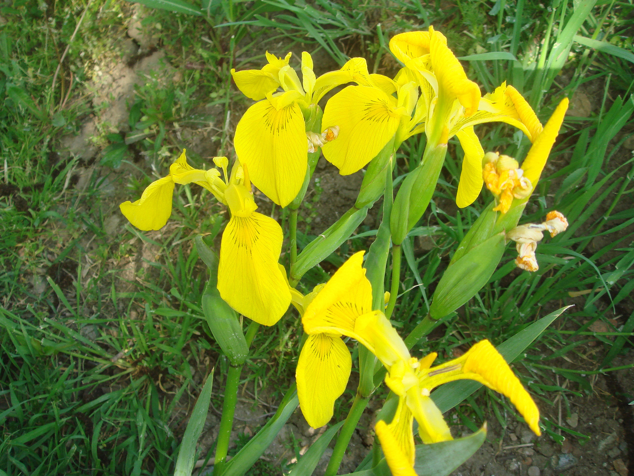 Sony DSC-T50 sample photo. Yellow iris photography