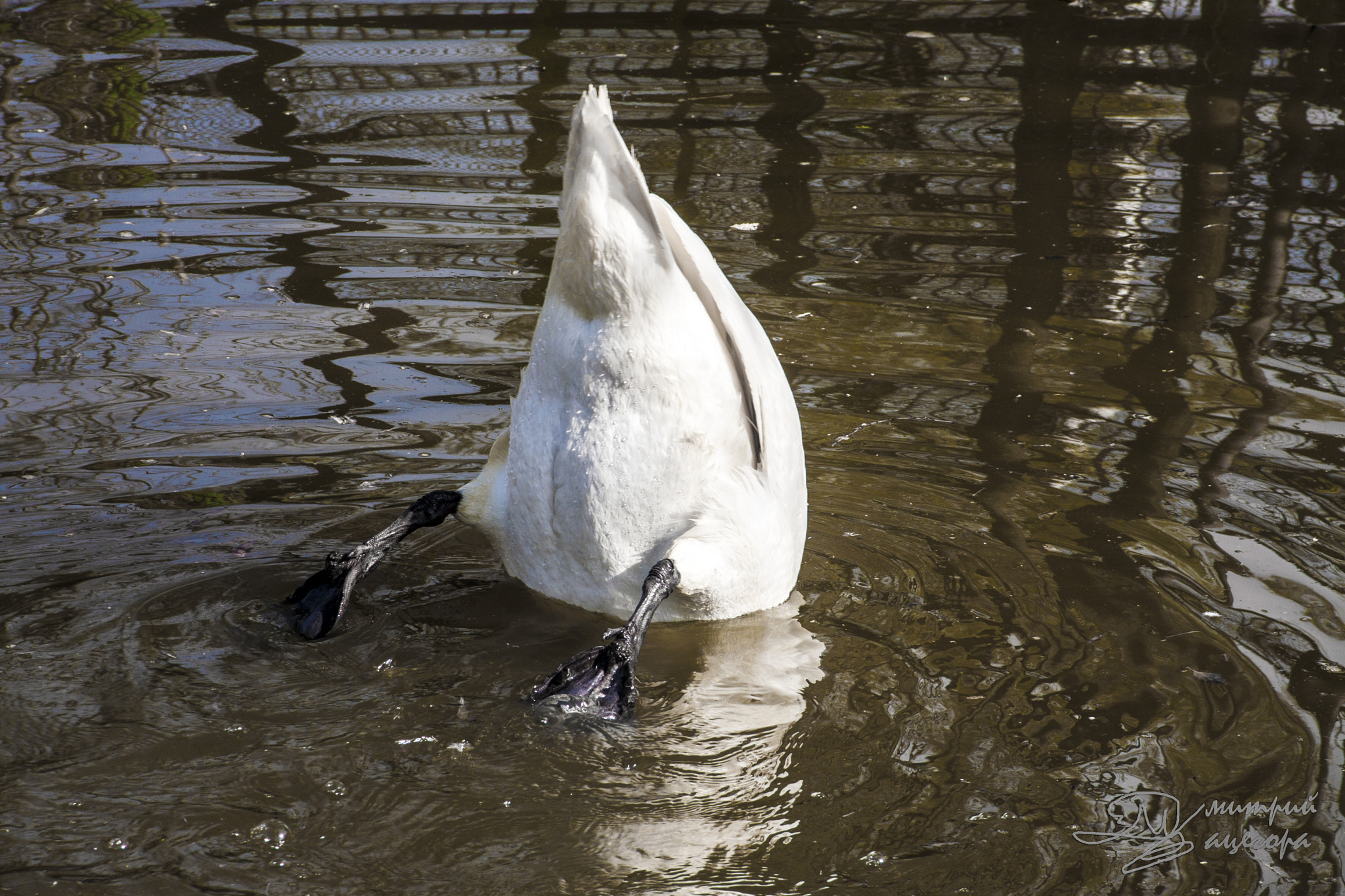 Sigma 18-125mm f/3.5-5.6 DC IF ASP sample photo. Appetizing swan photography