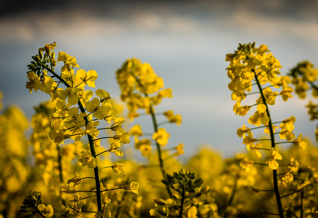 Nikon D7200 + Sigma 50mm F1.4 DG HSM Art sample photo. Yellow magic photography