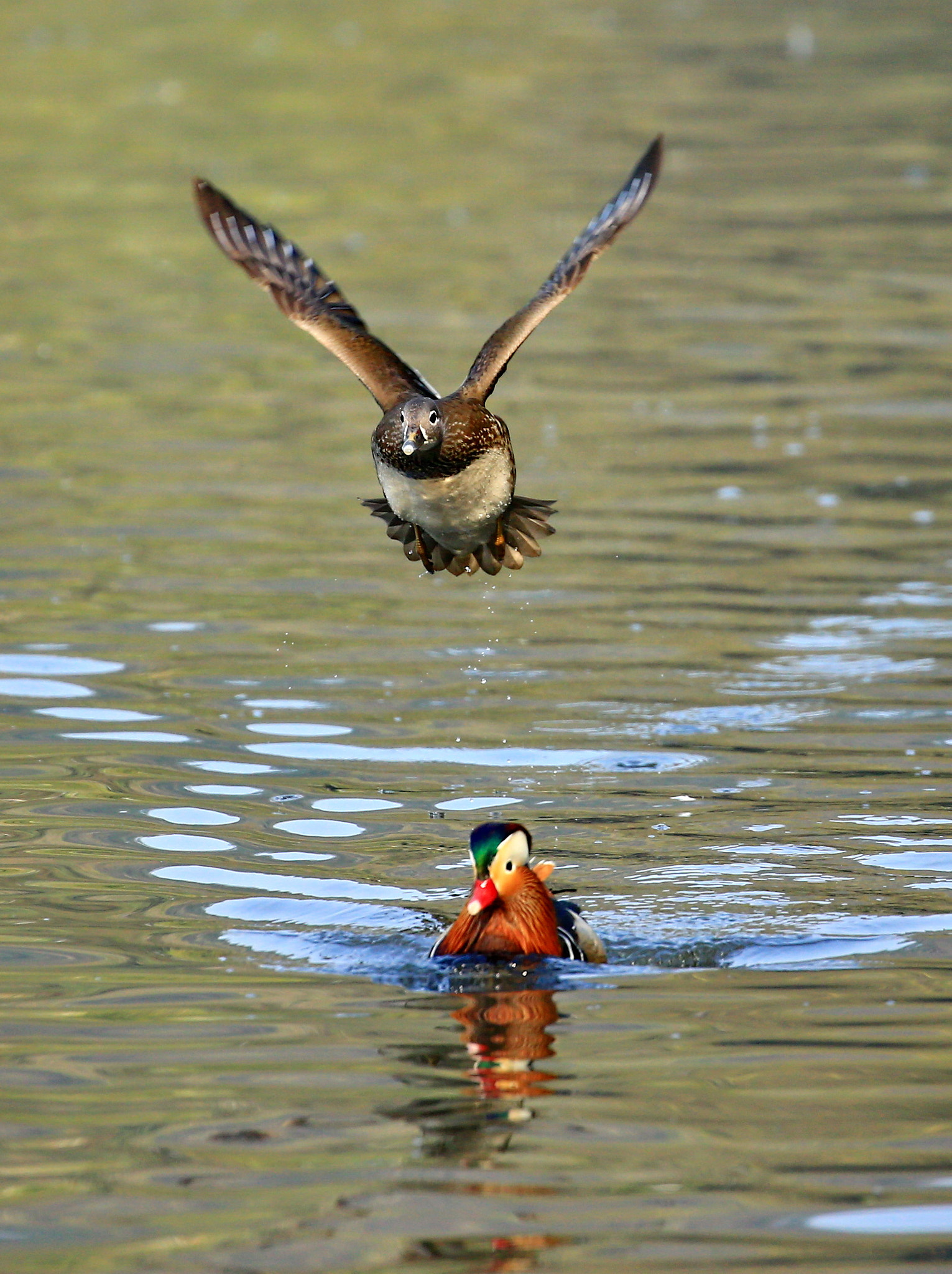 Canon EF 100-400mm F4.5-5.6L IS II USM sample photo. Flying over photography