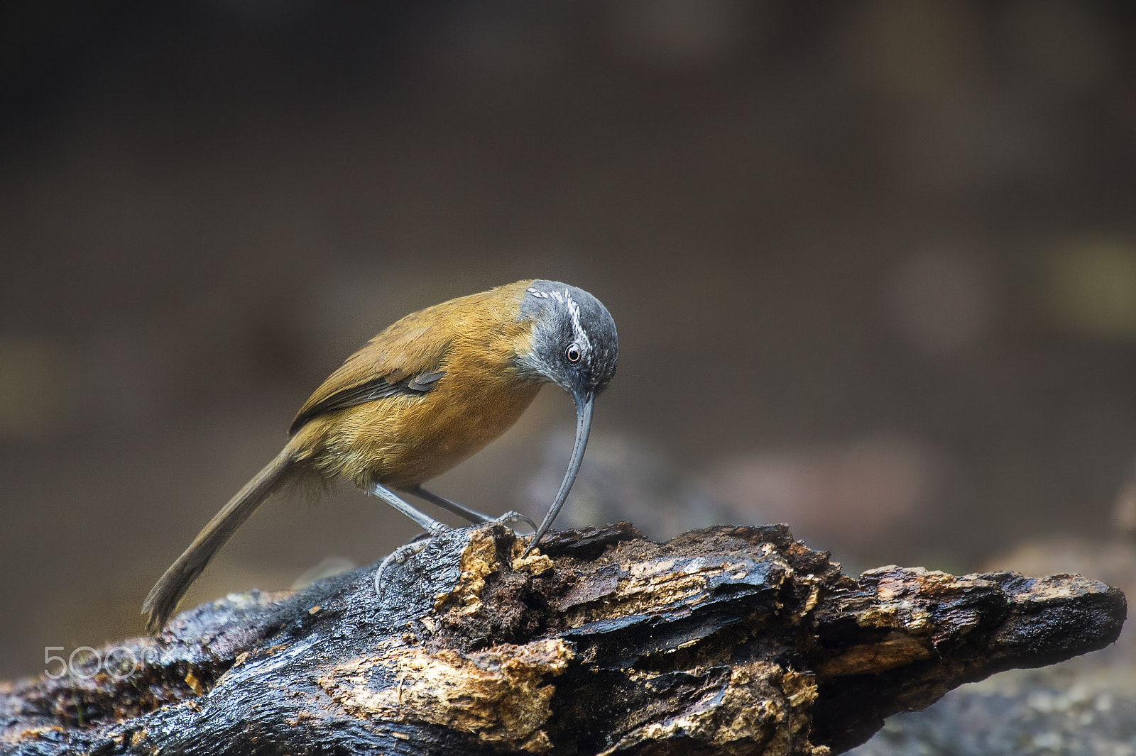 Nikon AF-S Nikkor 400mm F2.8G ED VR II sample photo. Slender billed scimitar babbler photography