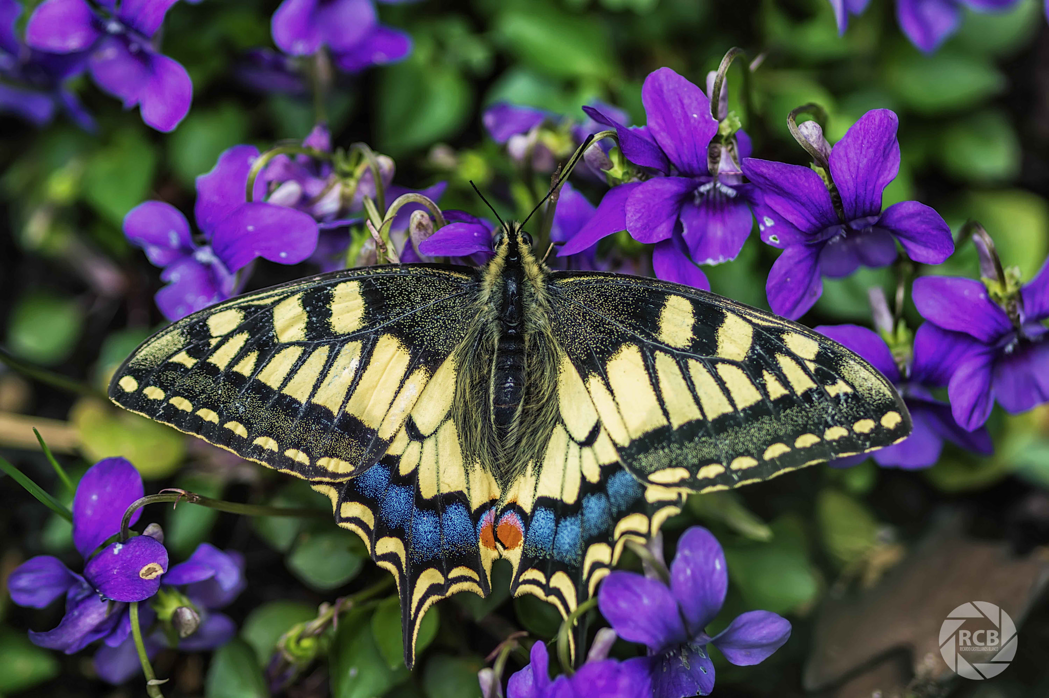 Sigma AF 105mm F2.8 EX [DG] Macro sample photo. Macaon... photography