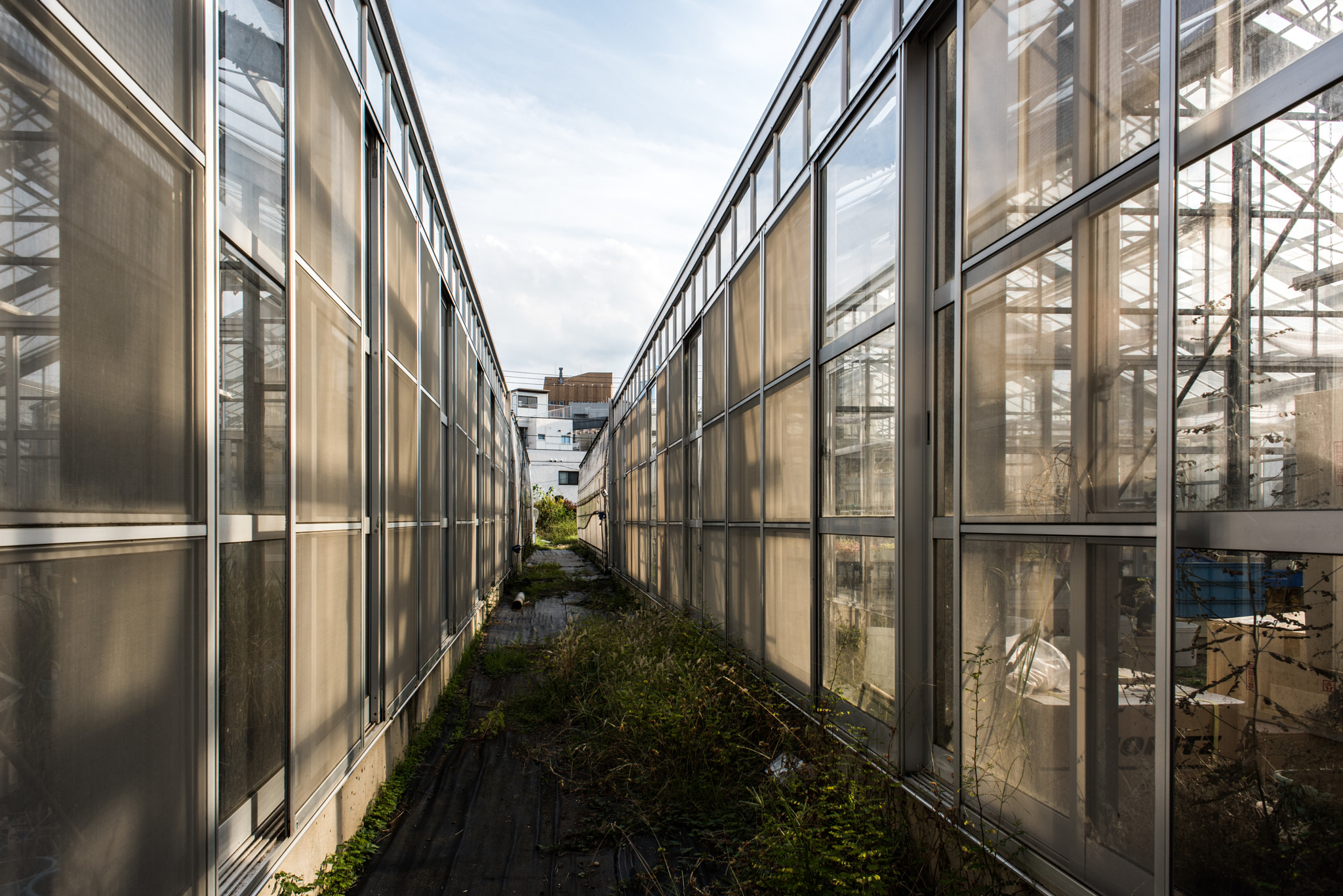 Nikon D810 + Nikon AF Nikkor 24mm F2.8D sample photo. Greenhouse photography