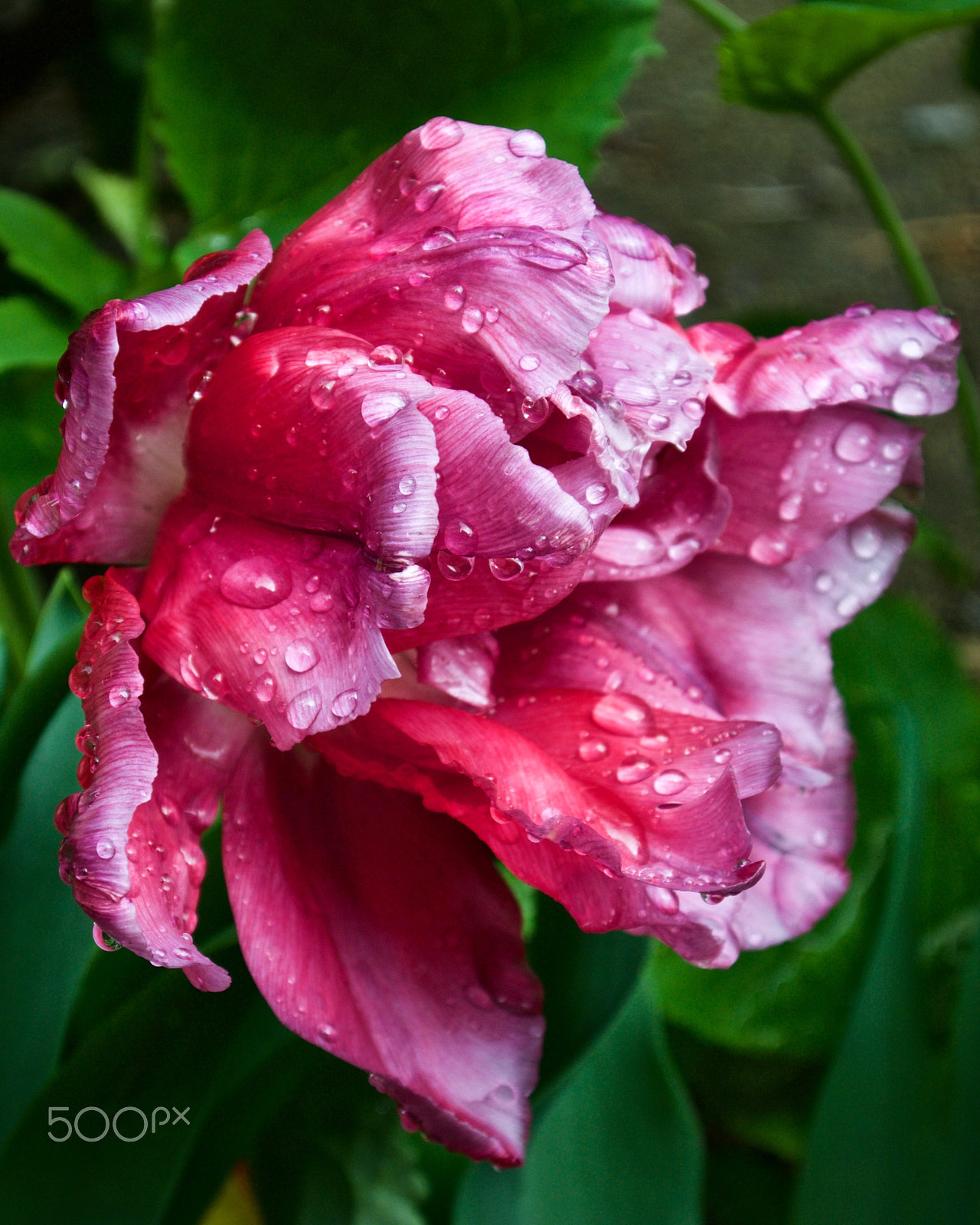 Nikon 1 J2 sample photo. After the rain... (1) photography