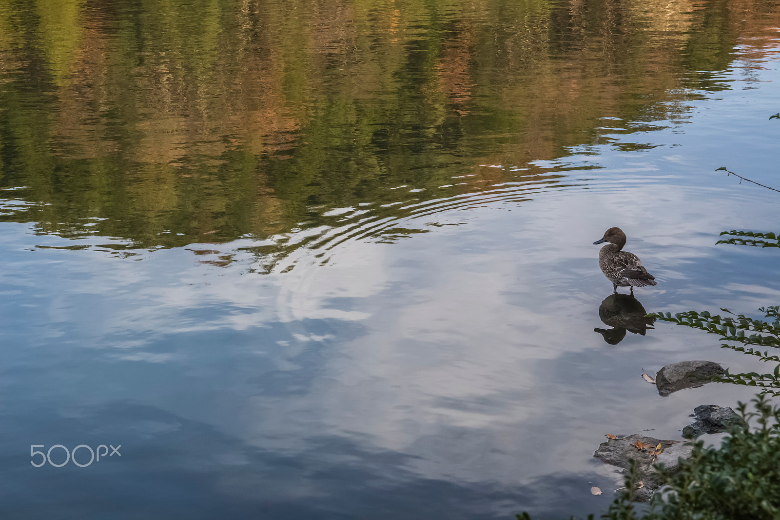 Canon EOS 700D (EOS Rebel T5i / EOS Kiss X7i) sample photo. La solitudine photography