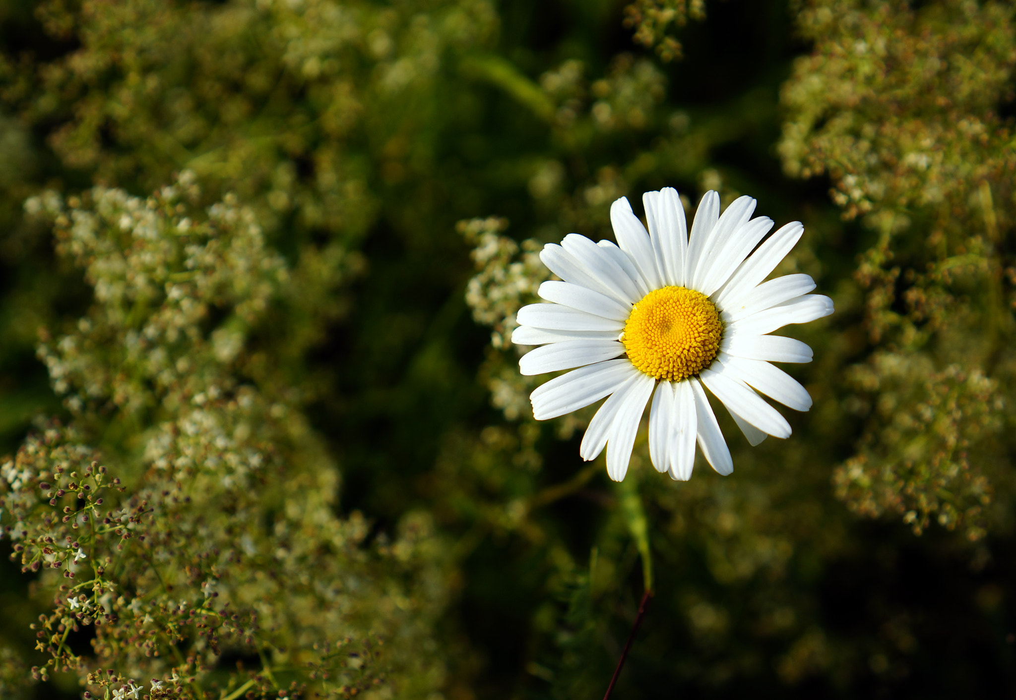 Sony E 35mm F1.8 OSS sample photo. Chamomile. photography