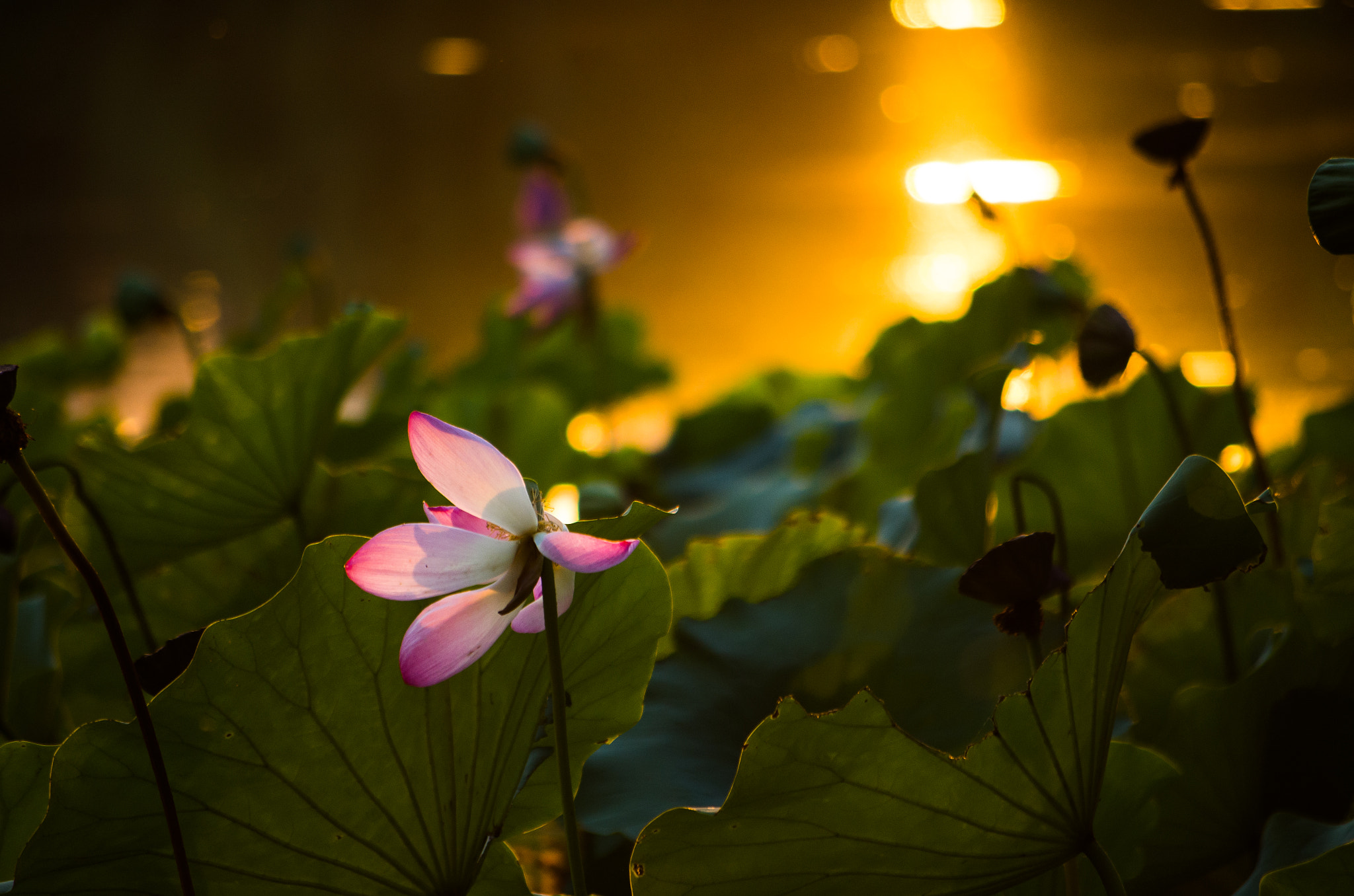 Pentax K-30 + Pentax smc DA 50-200mm F4-5.6 ED sample photo. Remaining lotus photography