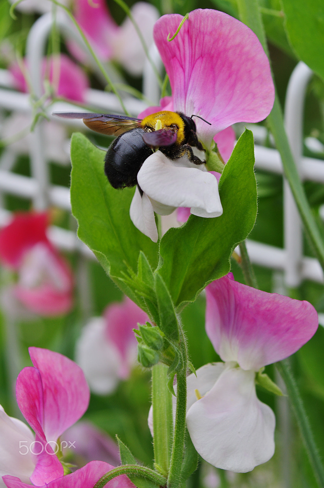 Pentax K-3 sample photo. Bumblebee in osaka photography