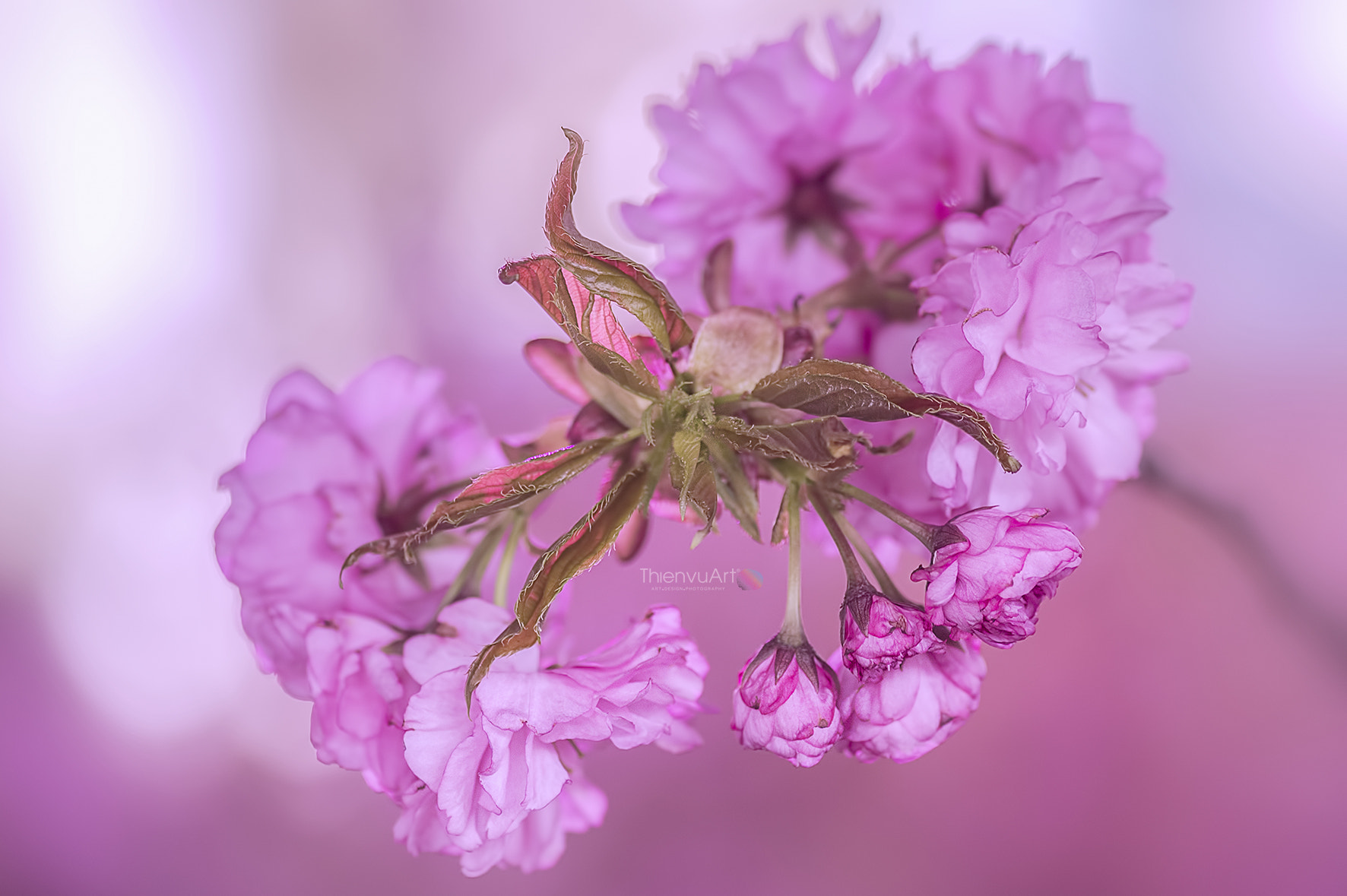 Nikon Df sample photo. _imi7747.jpg photography