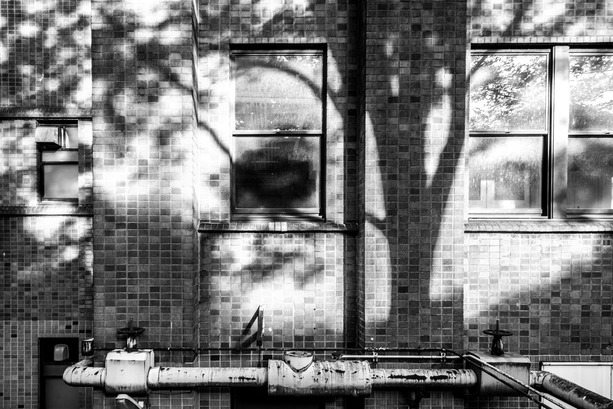 Nikon D810 + Nikon AF Nikkor 24mm F2.8D sample photo. Shadows of trees and leaves photography