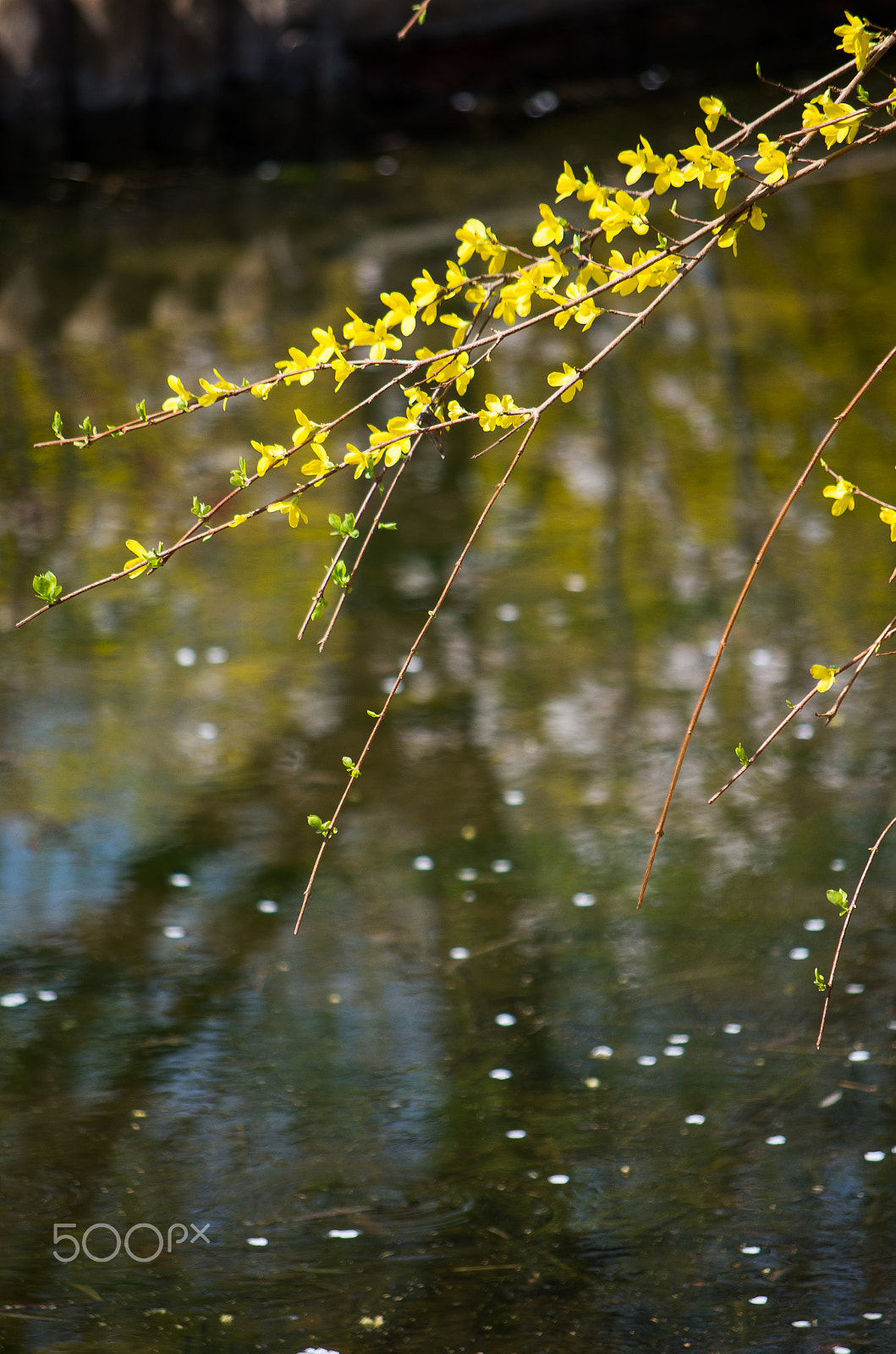 Pentax K-30 + Pentax smc DA 50-200mm F4-5.6 ED sample photo. Winter jasmine photography