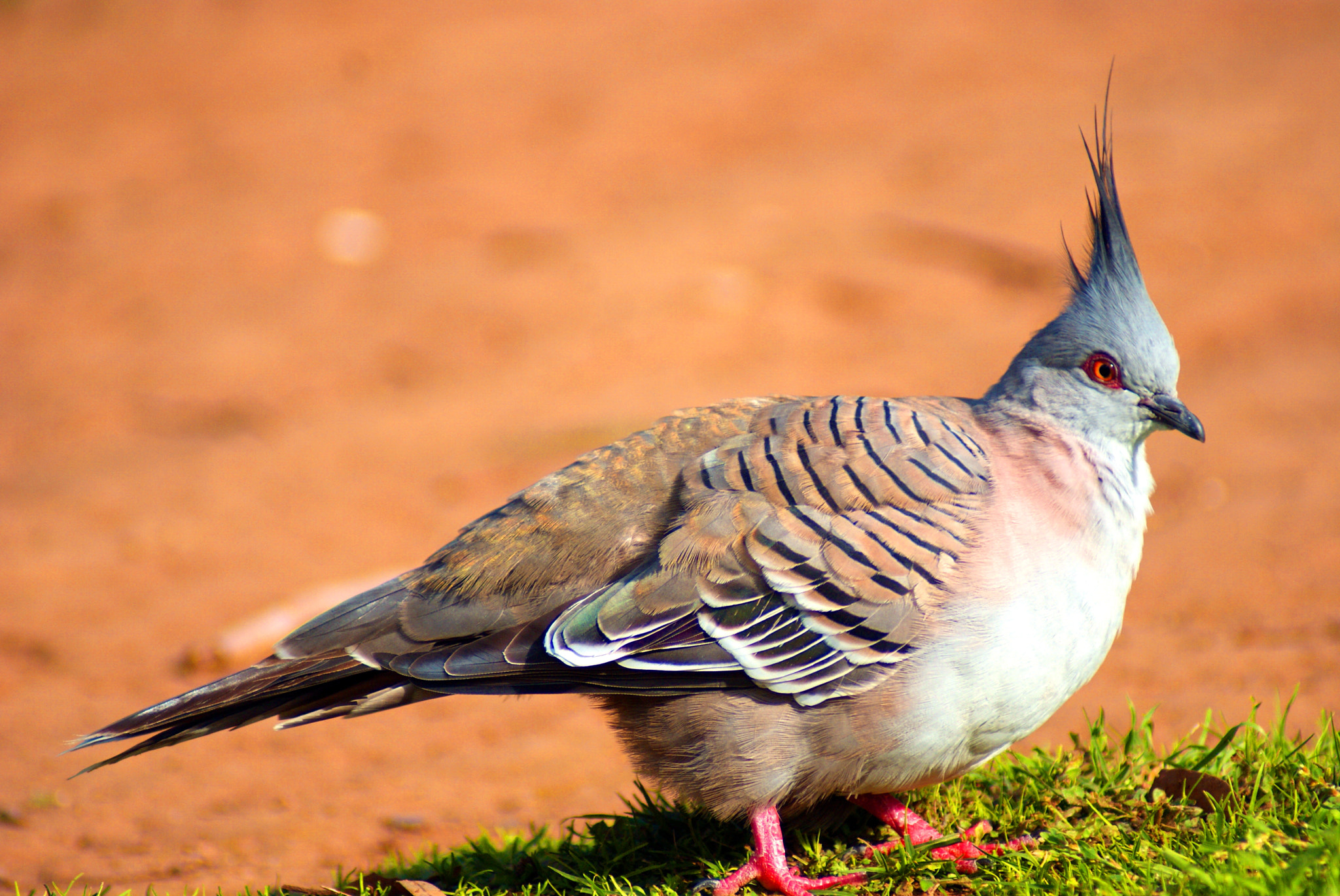 Sony Alpha DSLR-A300 sample photo. Crested pigeon photography
