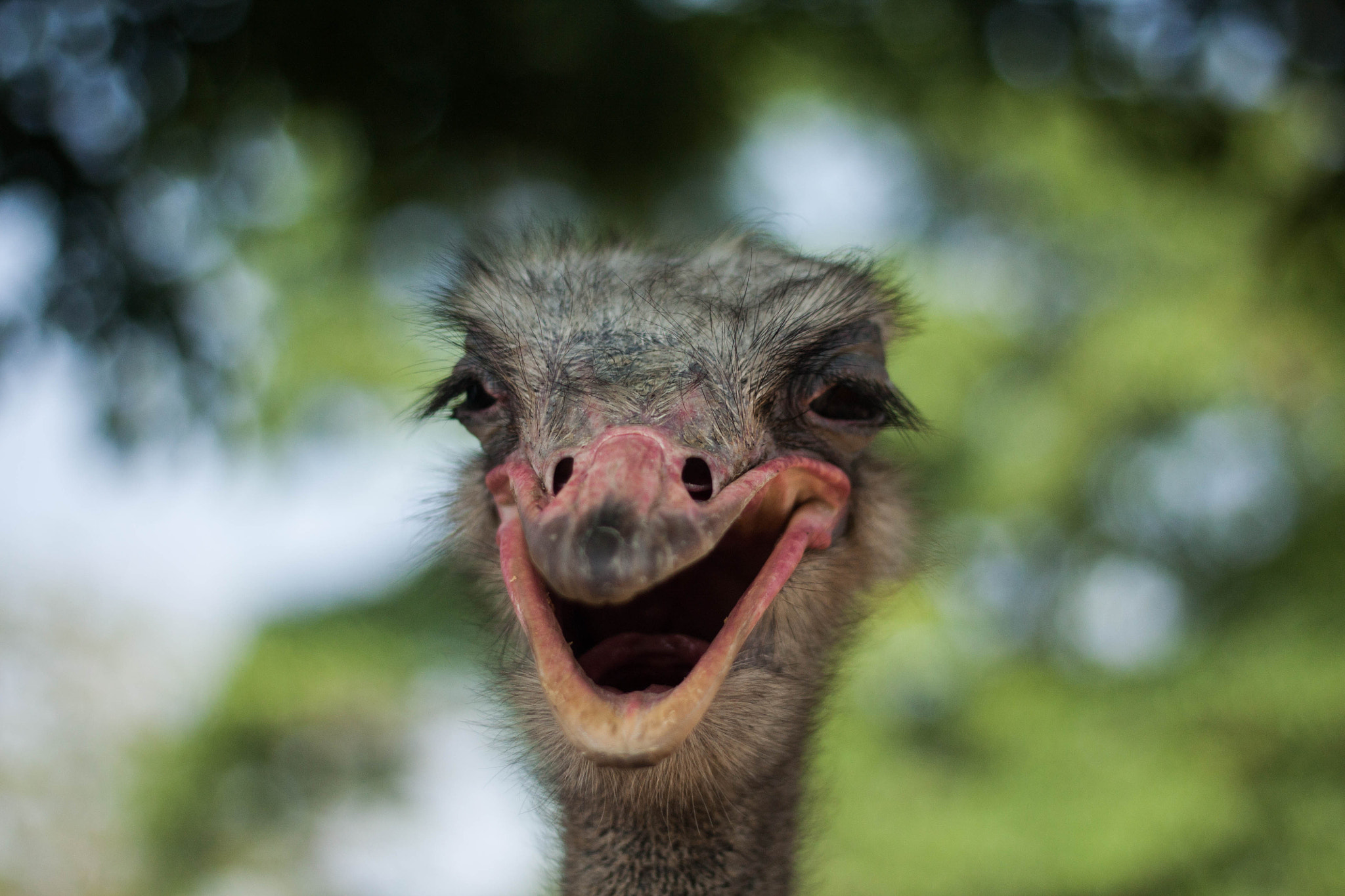 Canon EOS 450D (EOS Rebel XSi / EOS Kiss X2) + Canon EF 50mm F1.8 II sample photo. The positive ostrich photography