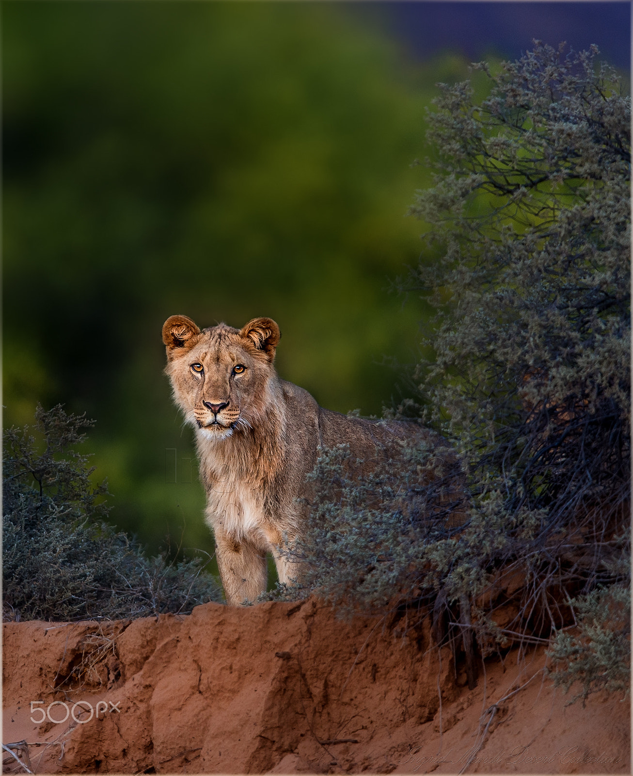 Nikon D800 + Nikon AF-S Nikkor 600mm F4G ED VR sample photo. Precious young sub adult male in our namib desert photography