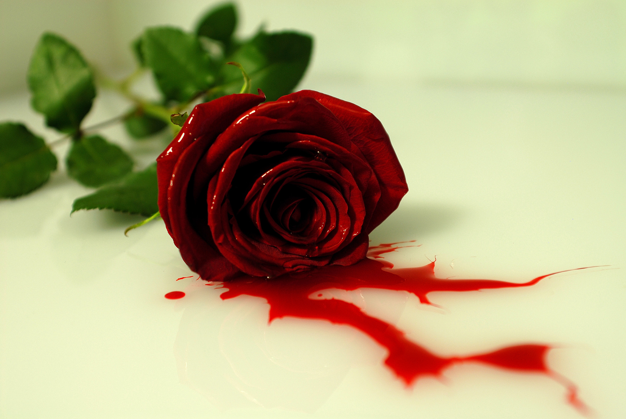 Nikon D200 + AF Zoom-Nikkor 28-85mm f/3.5-4.5 sample photo. Blood red rose  photography