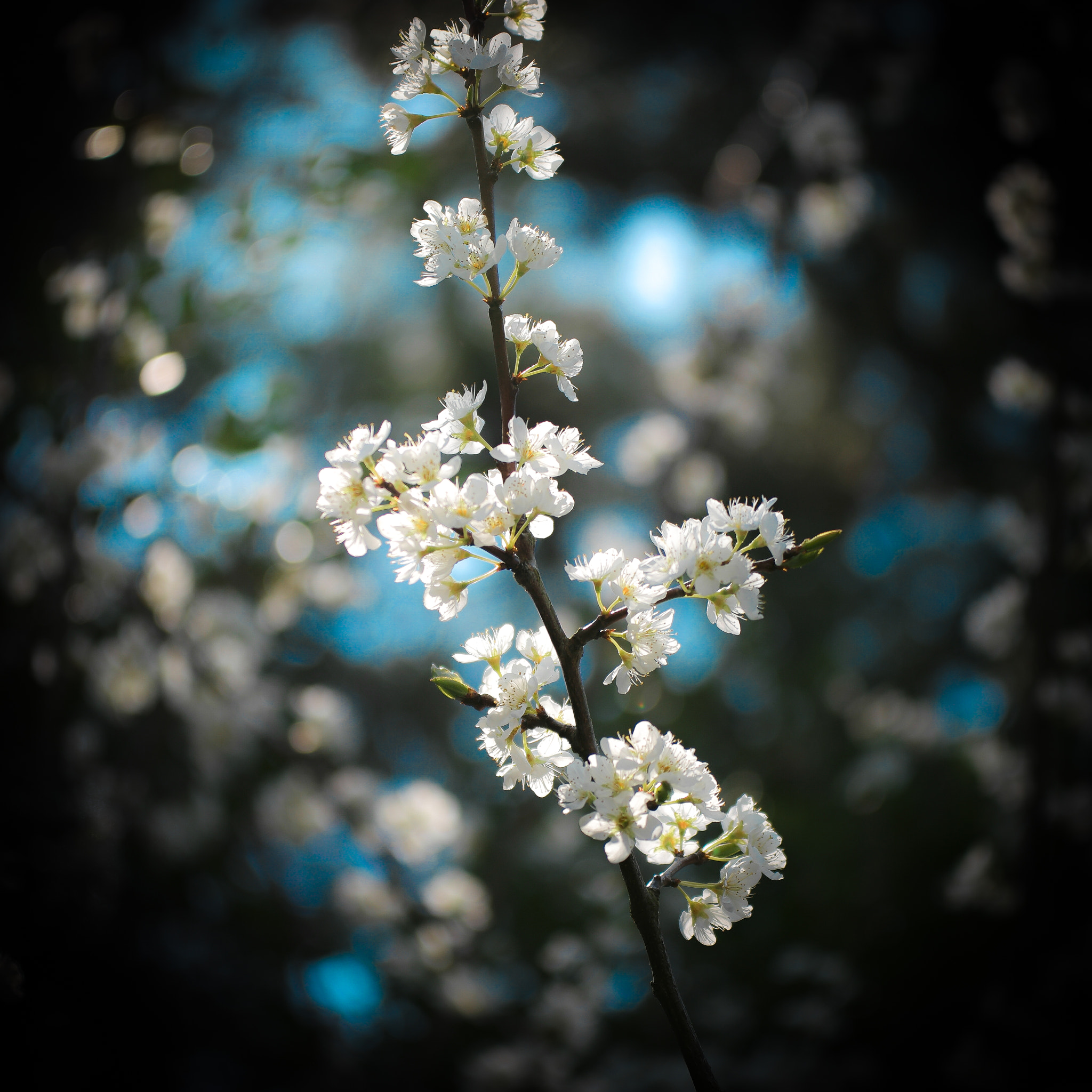 Samsung NX1 + NX 50-150mm F2.8 S sample photo. Plum flower photography