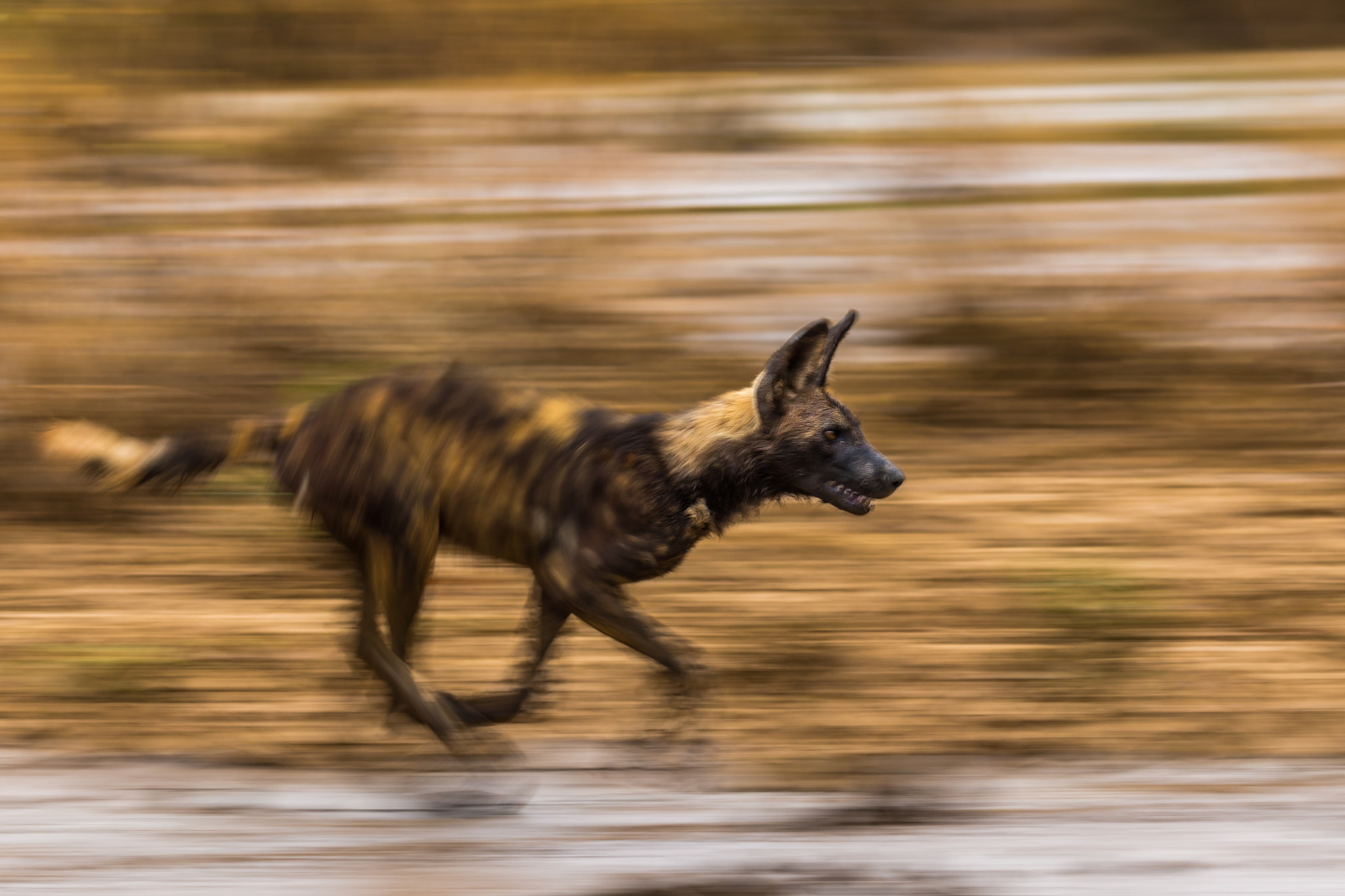 Canon EF 100-400mm F4.5-5.6L IS II USM sample photo. The hunt photography
