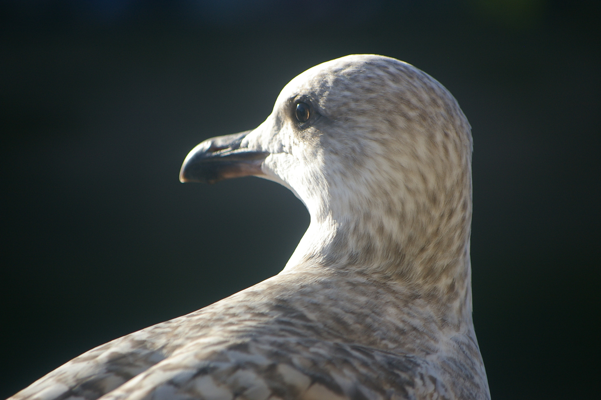 Samsung/Schneider D-XENON 50-200mm F4-5.6 sample photo