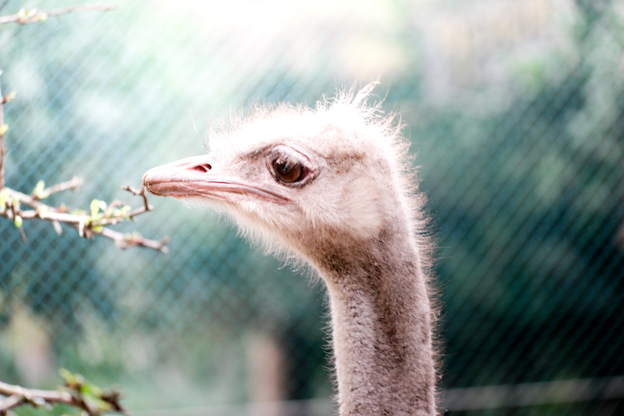 NX 50-150mm F2.8 S sample photo. Ostrich photography