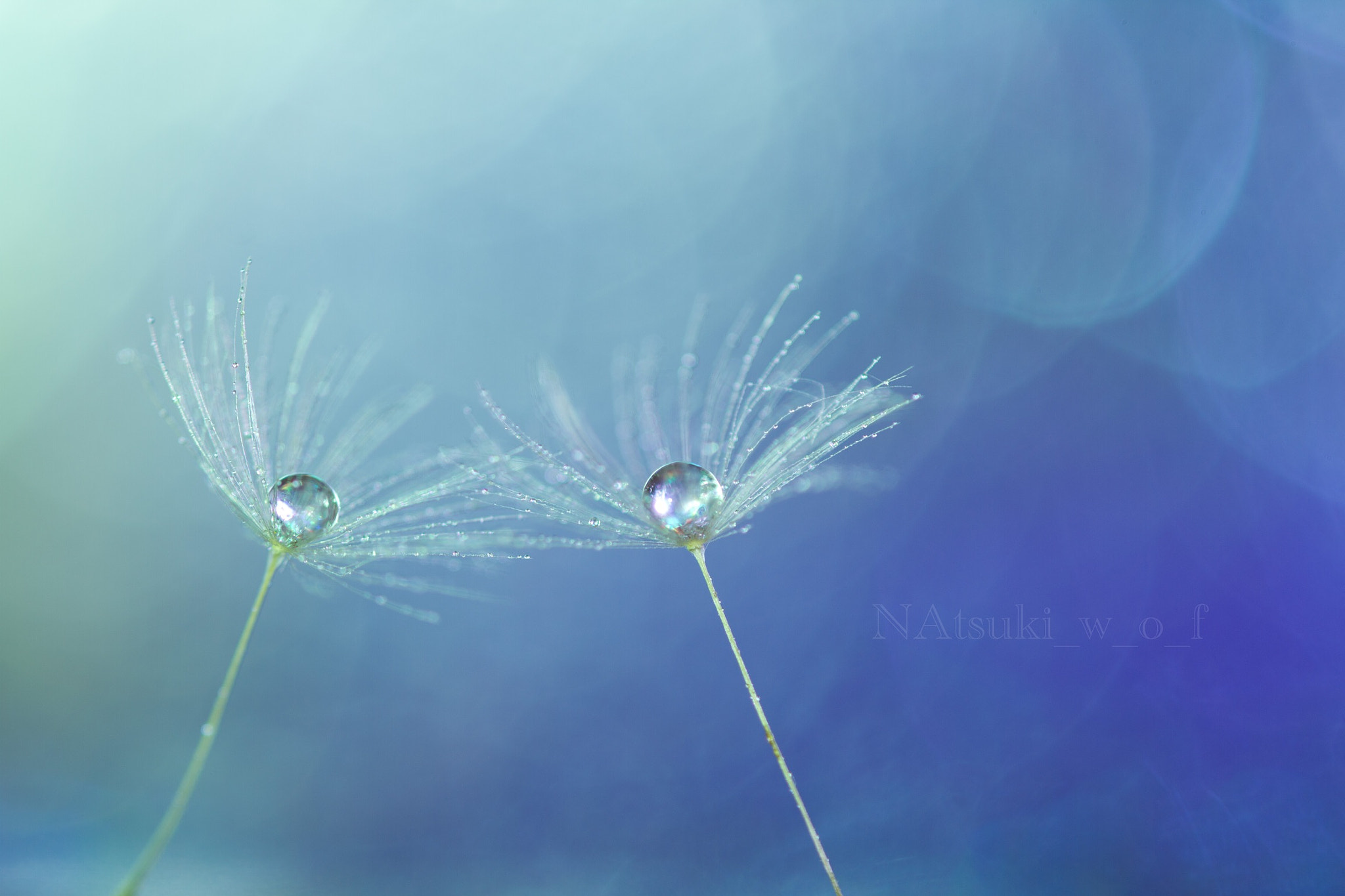 Tamron SP AF 180mm F3.5 Di LD (IF) Macro sample photo. Fantasy world photography