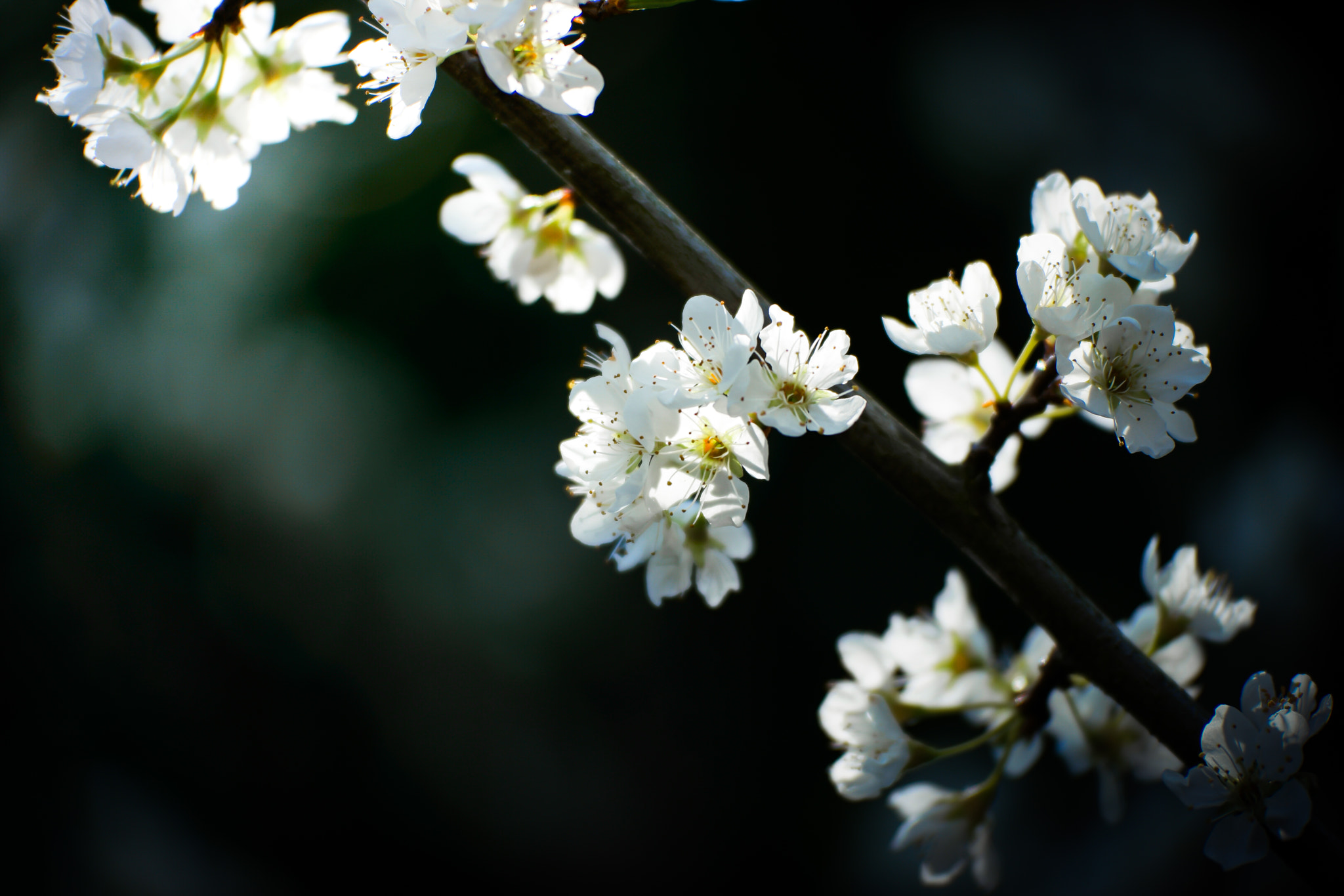 NX 50-150mm F2.8 S sample photo. Blossom photography