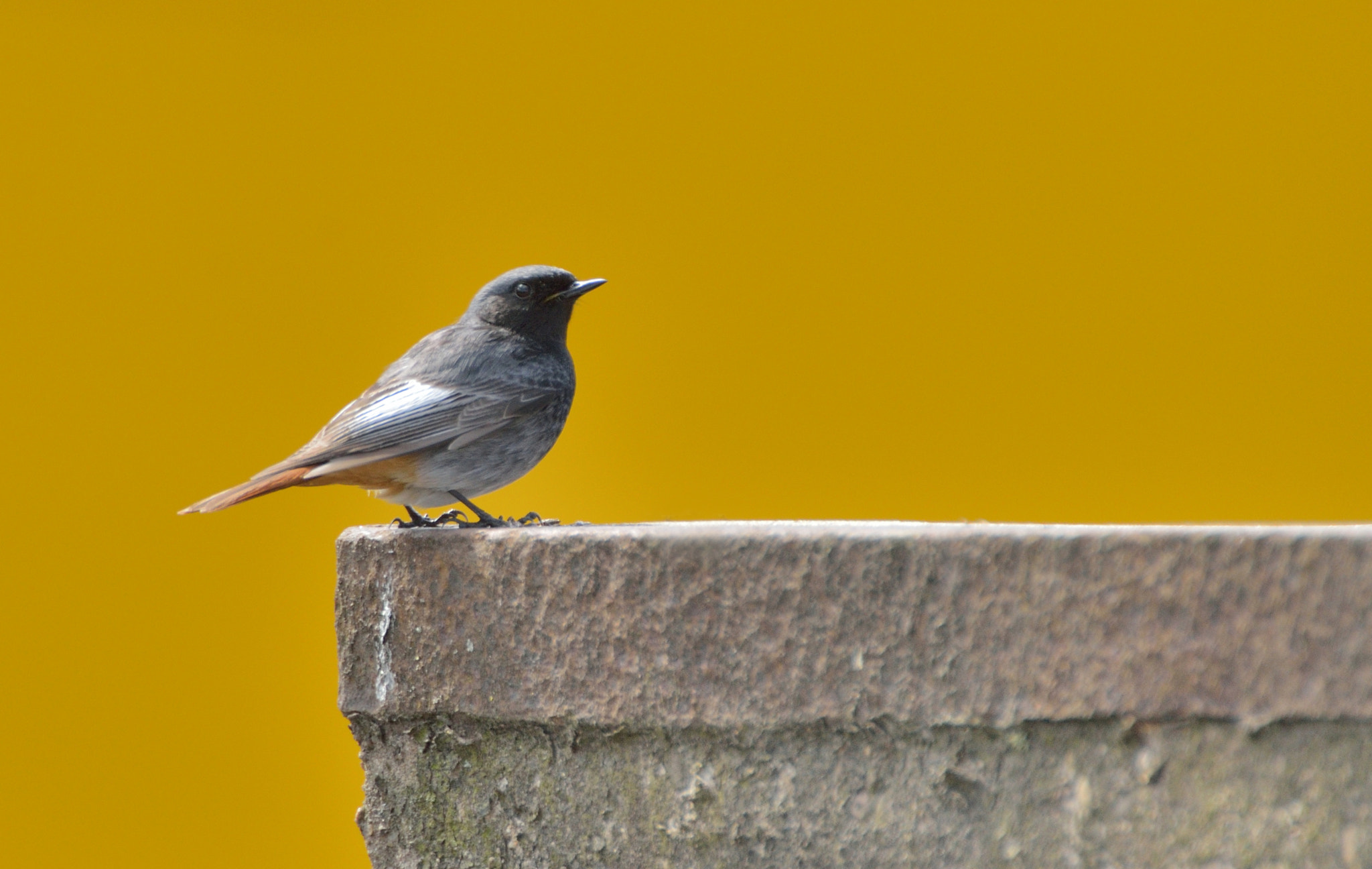 Nikon D600 + Nikon AF-S Nikkor 600mm F4G ED VR sample photo. Zwarte roodstaart photography