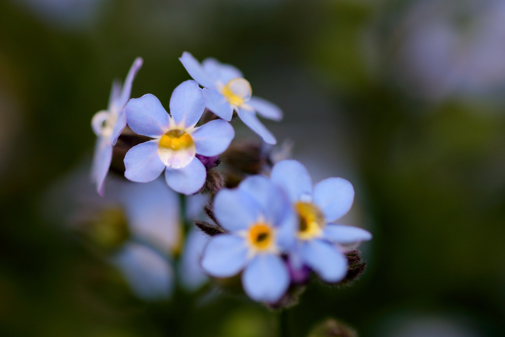 Canon EOS-1D Mark III + Tamron SP AF 90mm F2.8 Di Macro sample photo. Forget-me-not photography