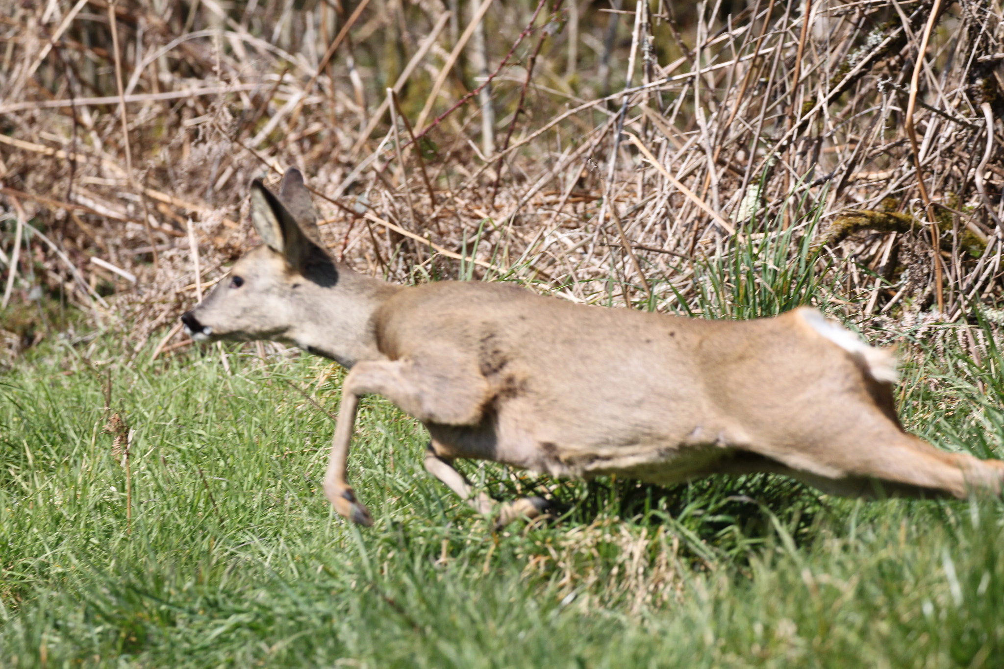 Canon EF 100-400mm F4.5-5.6L IS II USM sample photo. 022.jpg photography
