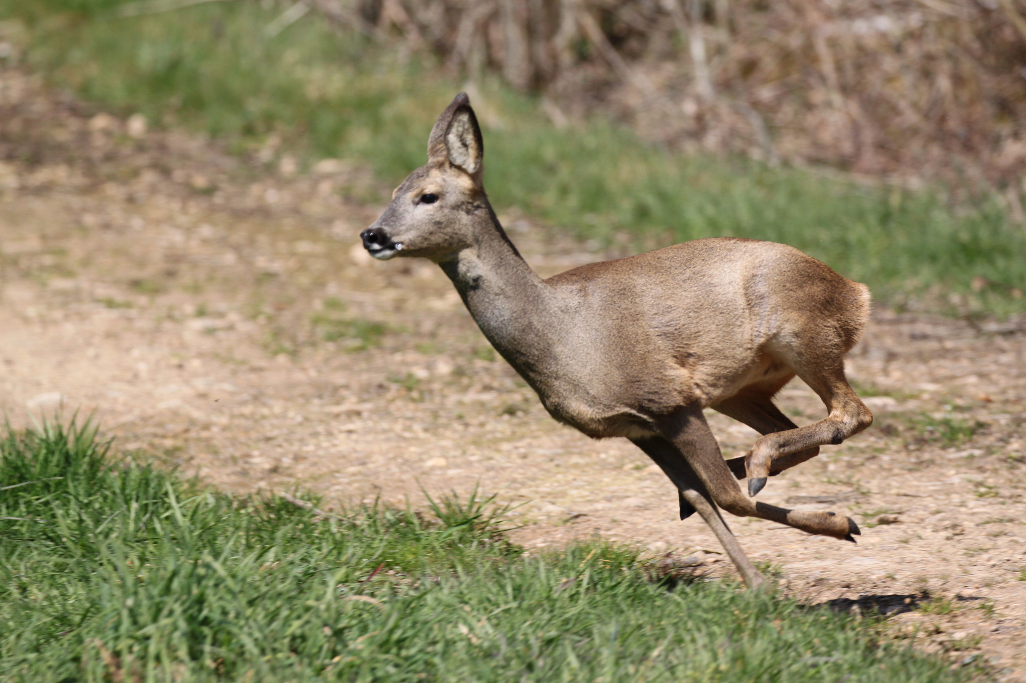 Canon EF 100-400mm F4.5-5.6L IS II USM sample photo. 020.jpg photography