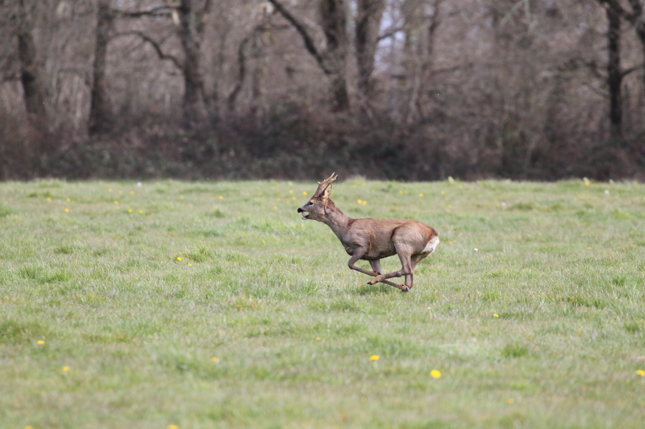 Canon EF 100-400mm F4.5-5.6L IS II USM sample photo. Chevreuils photography