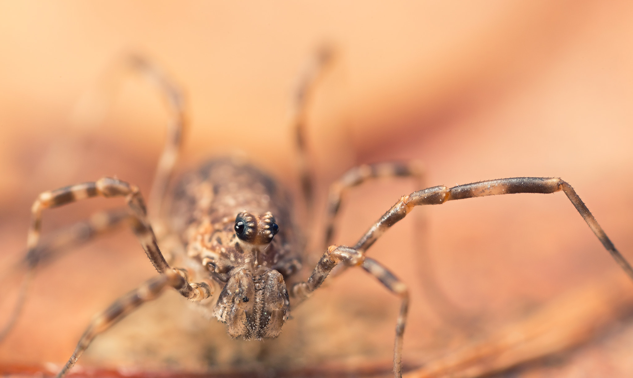 Canon MP-E 65mm F2.5 1-5x Macro Photo sample photo. You look what ?! photography