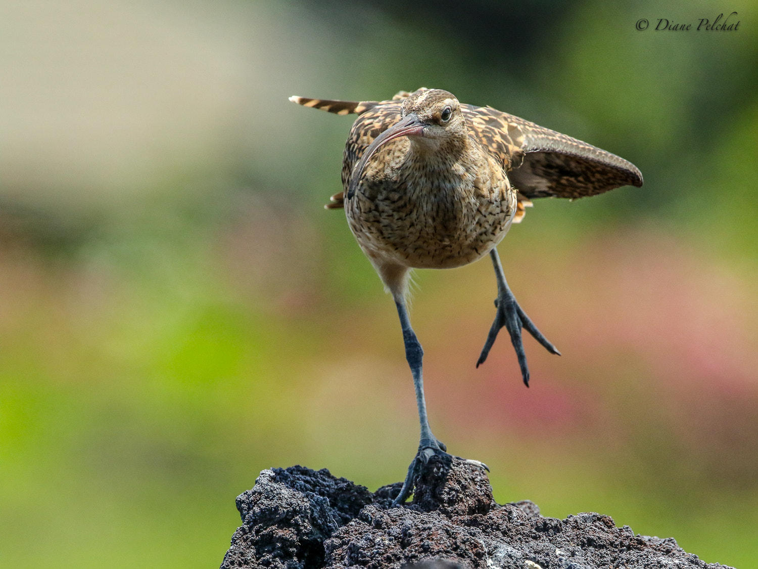 Canon EF 300mm F2.8L IS II USM sample photo. Bristle thighed curlew photography