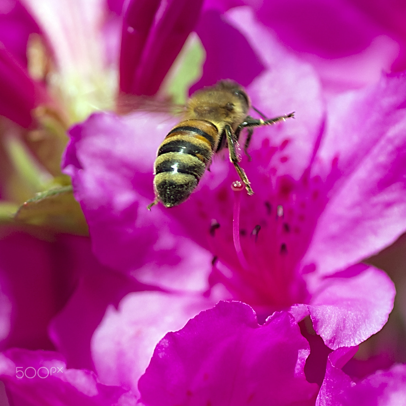 Canon EOS 600D (Rebel EOS T3i / EOS Kiss X5) + Tamron SP AF 90mm F2.8 Di Macro sample photo. Honeybee in flight photography