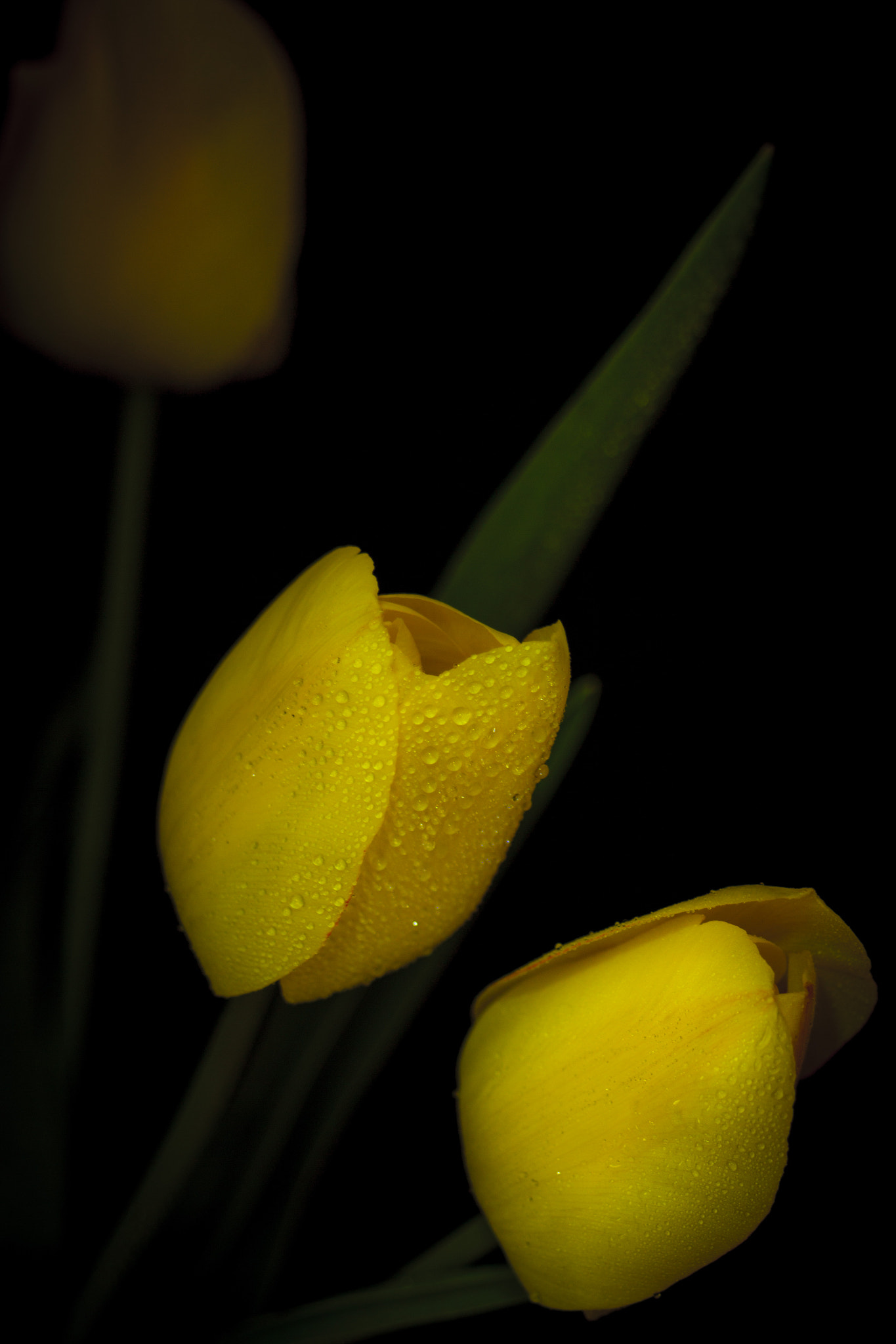 Canon EF 28-80mm f/3.5-5.6 USM IV sample photo. Yellow. photography