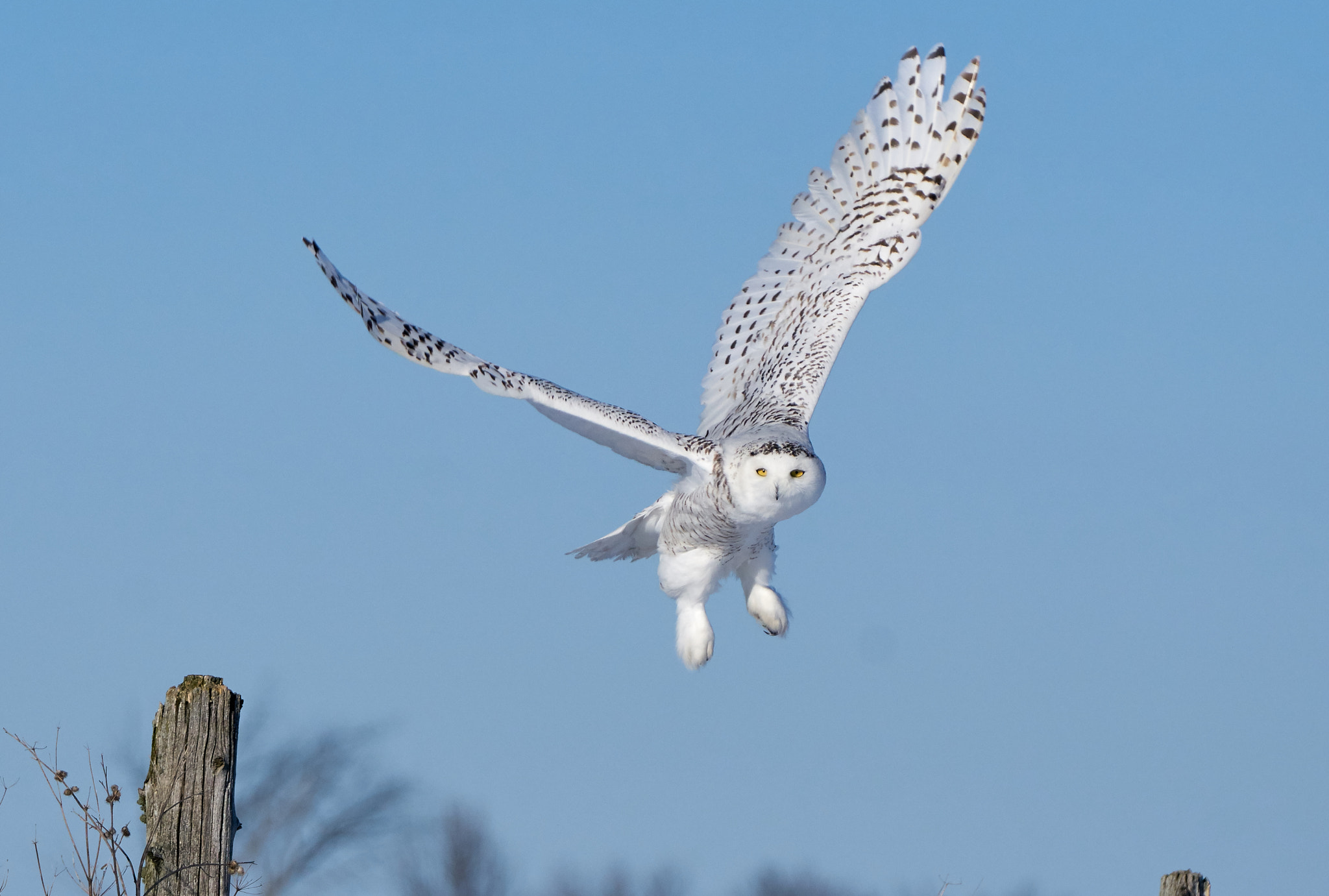 Sony ILCA-77M2 + Sony 70-400mm F4-5.6 G SSM II sample photo. Snowy owl in flight, ottawa photography