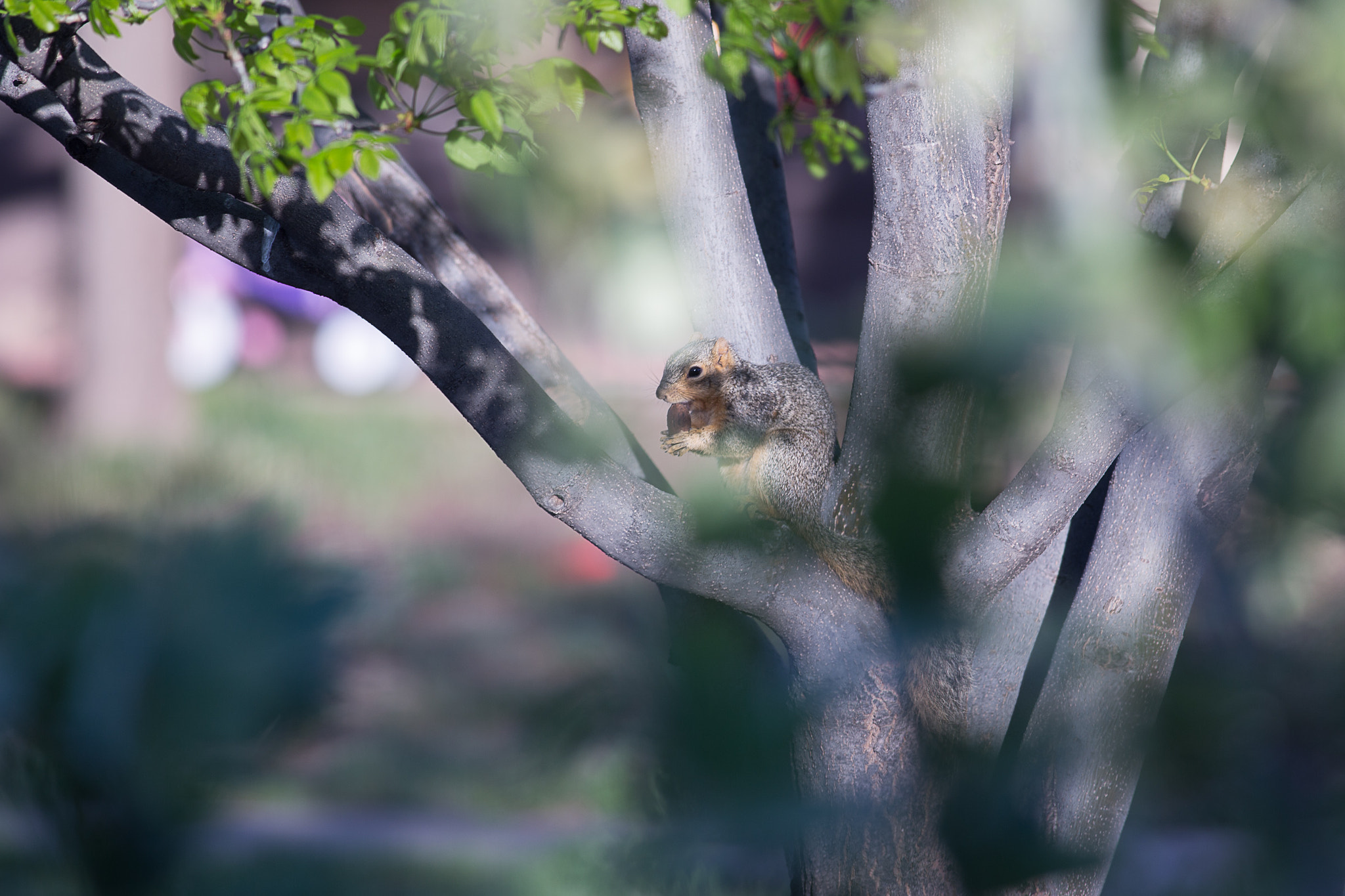 Canon EOS 6D + Canon EF 400mm F5.6L USM sample photo. Enjoying breakfast photography