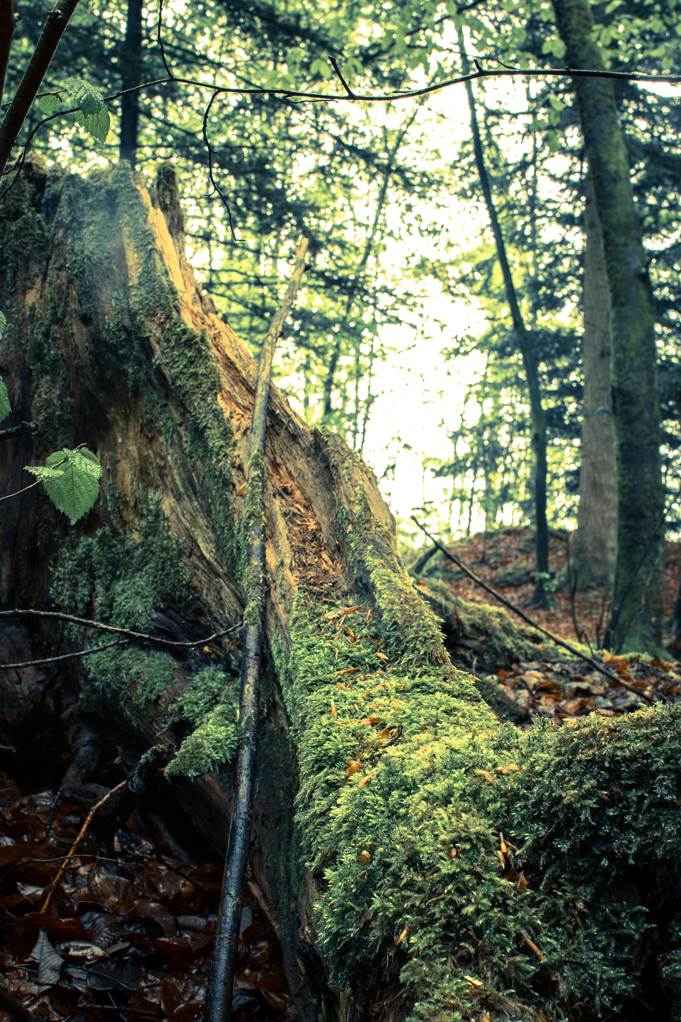 Canon EF 28mm F2.8 IS USM sample photo. . photography