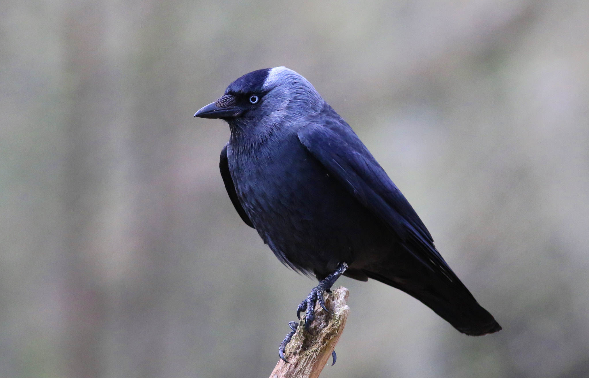 Canon EF 300mm F4L IS USM sample photo. Jackdaw photography