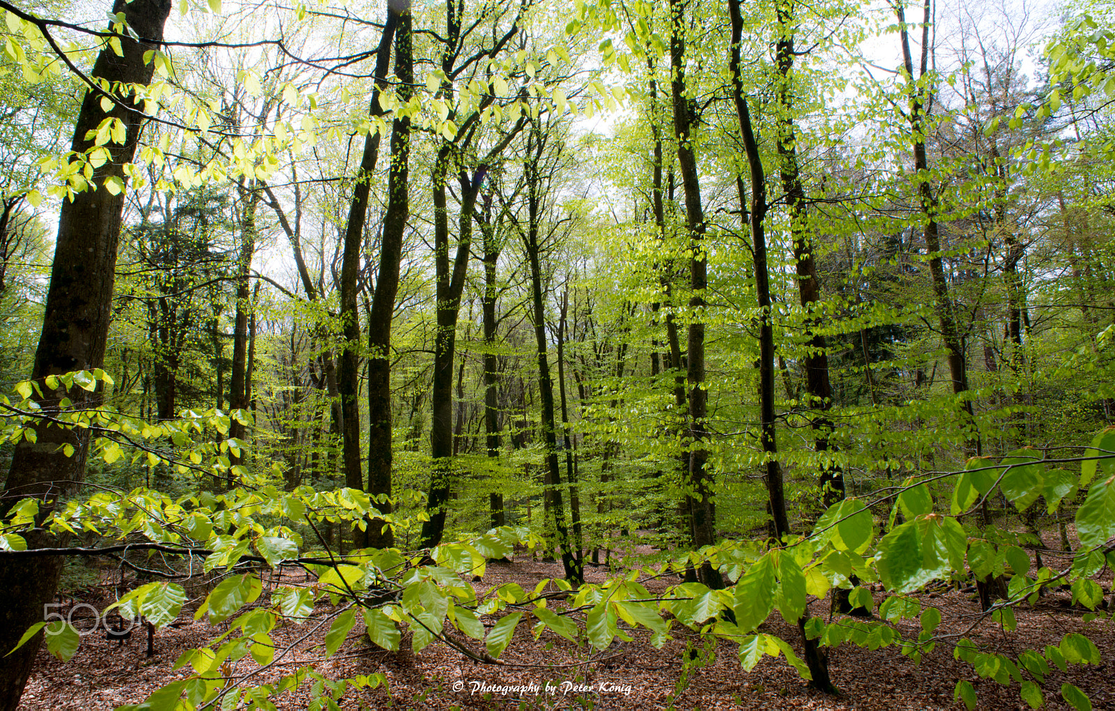 Nikon D600 + AF Nikkor 20mm f/2.8 sample photo. Fresh green photography